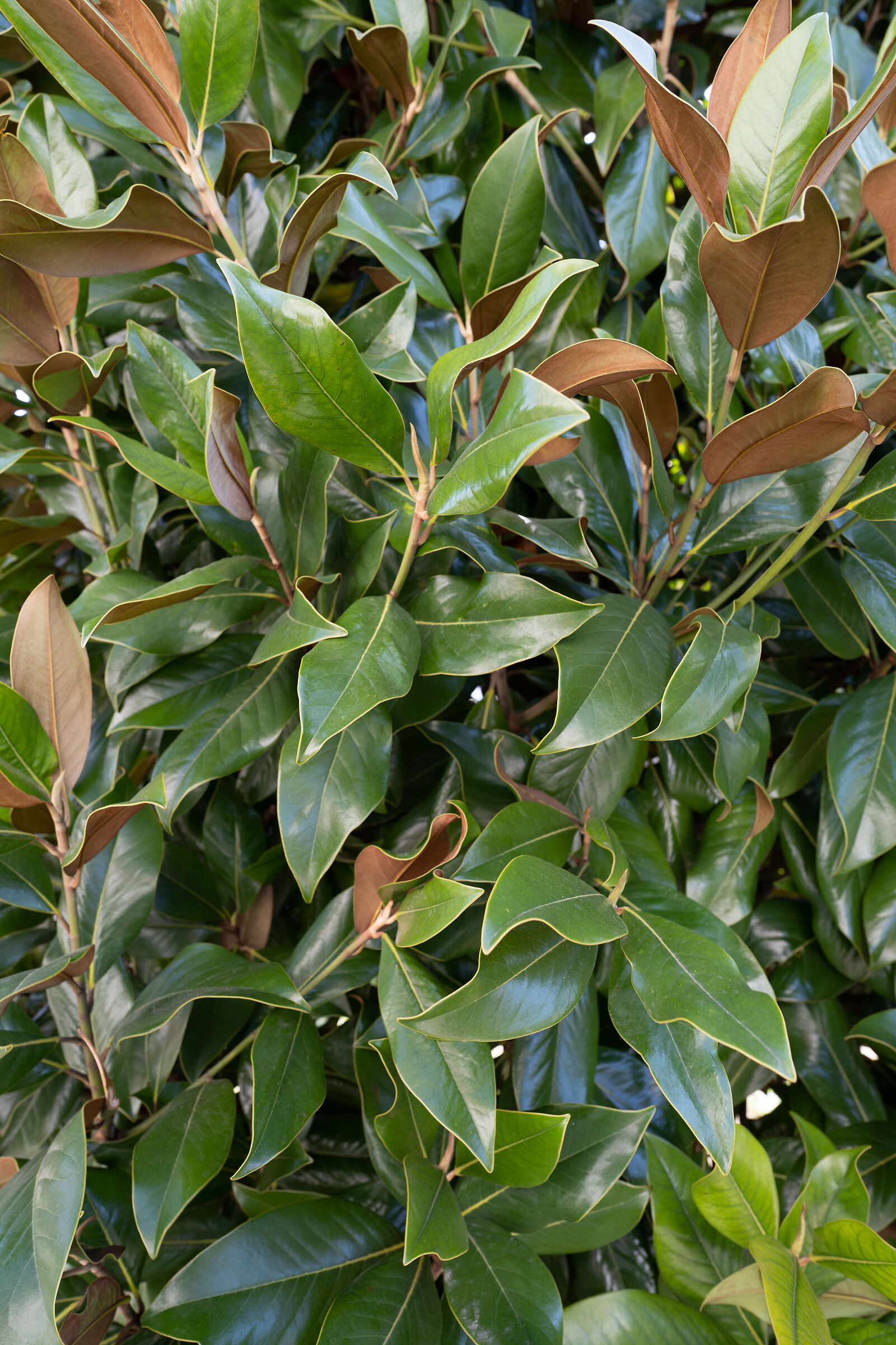 sony 20mm f1.8 g - sel20f18g - f5.6