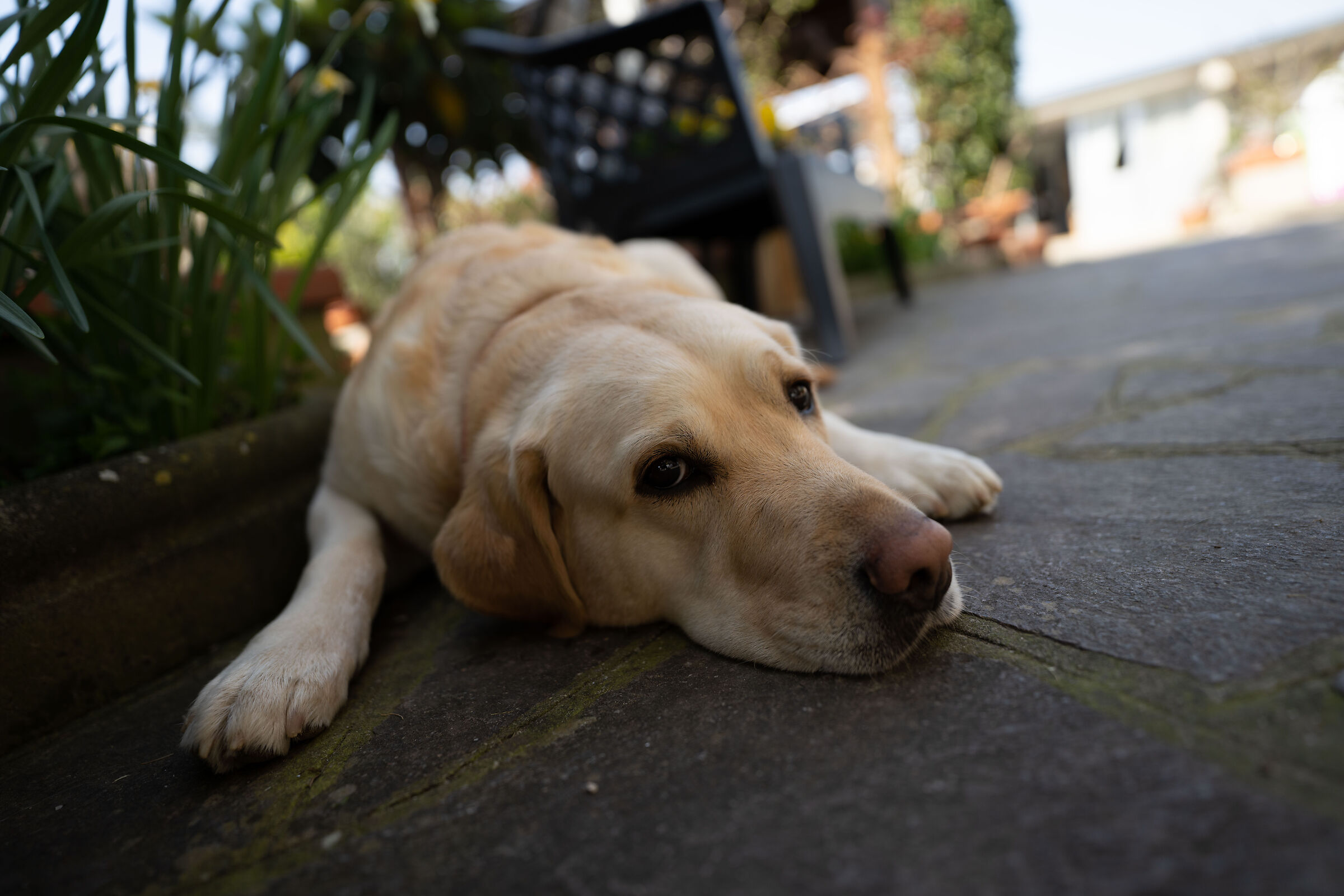 sony 20mm f1.8 g - sel20f18g - f1.8