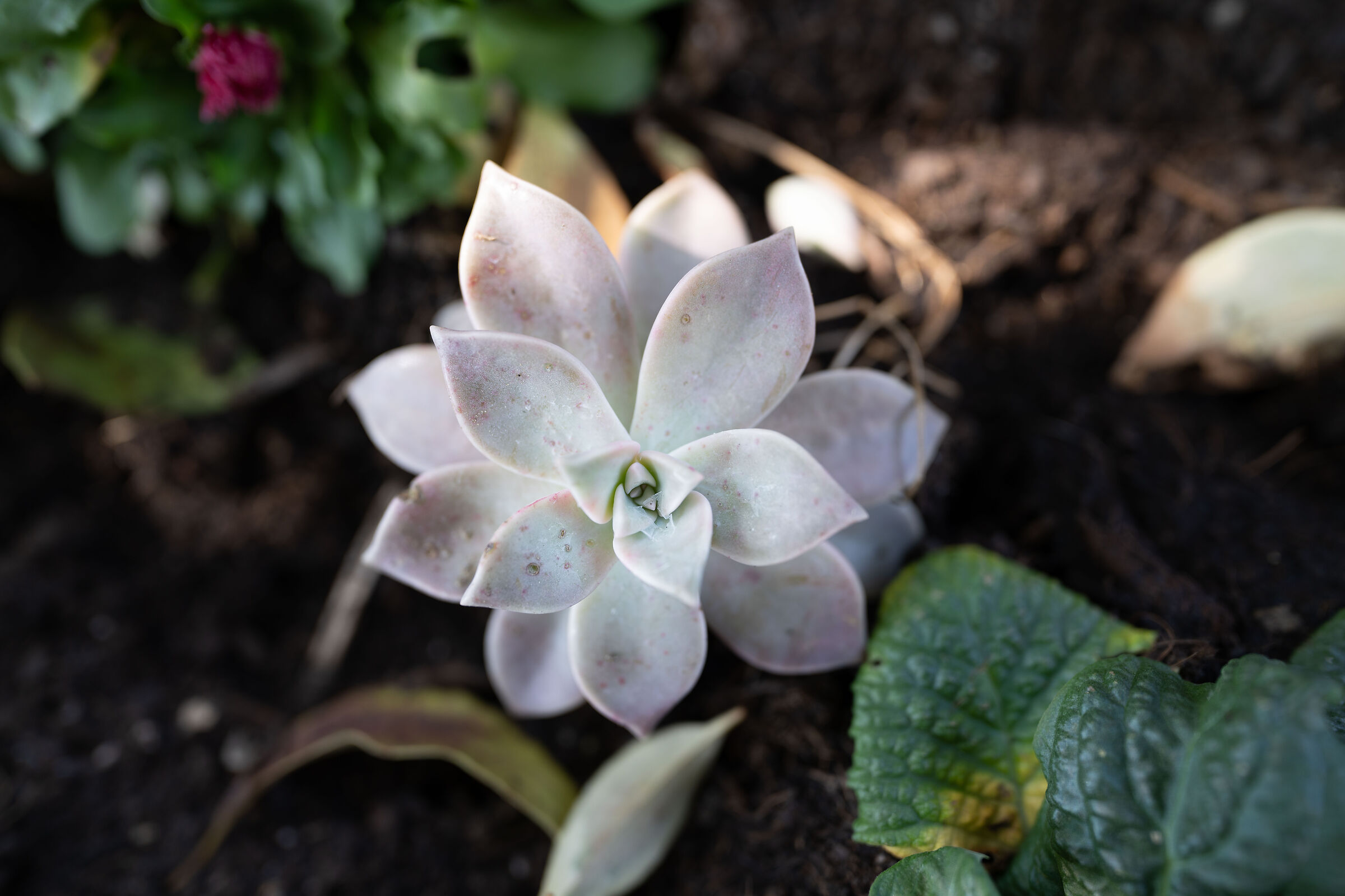 sony 20mm f1.8 g - sel20f18g - f1.8