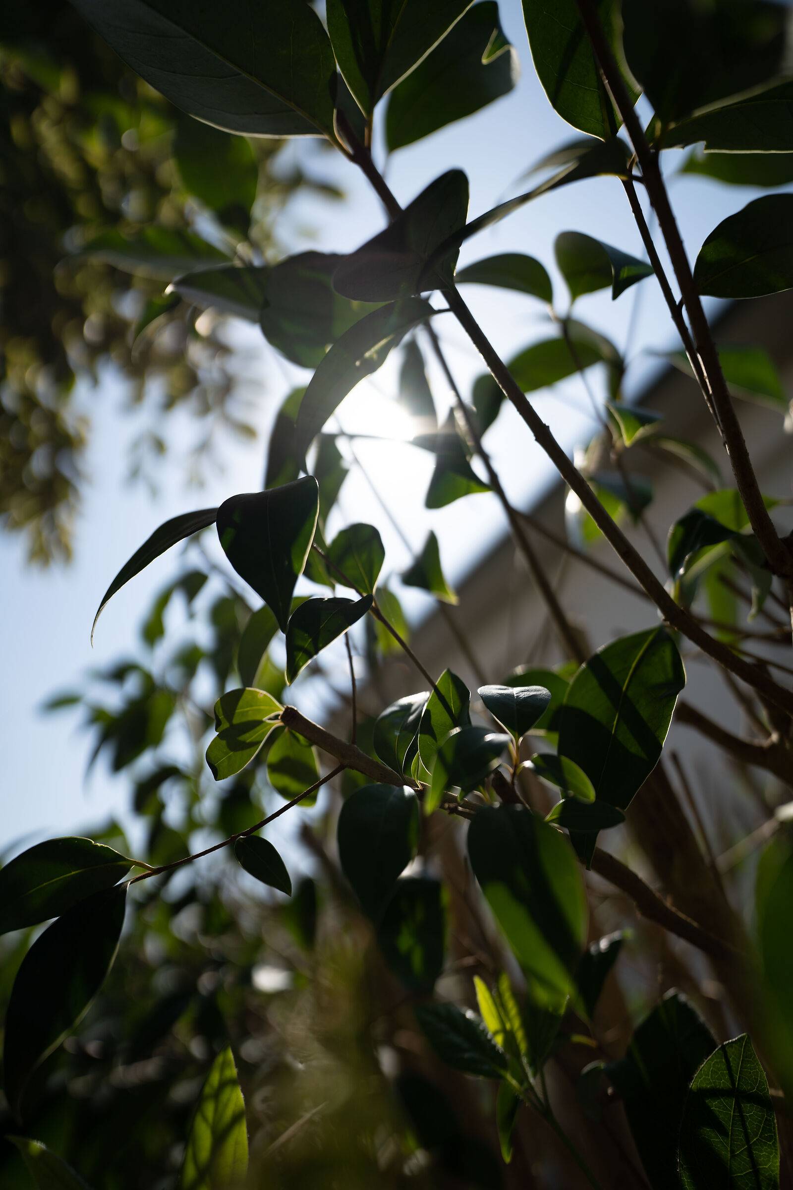 sony 20mm f1.8 g - sel20f18g - f1.8