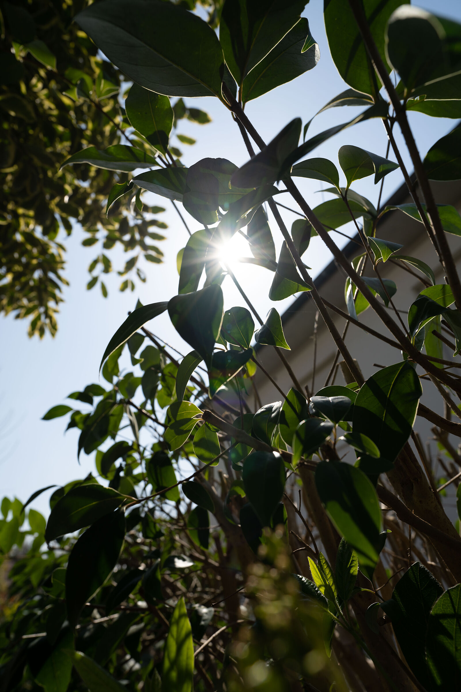 sony 20mm f1.8 g - sel20f18g - f5.6