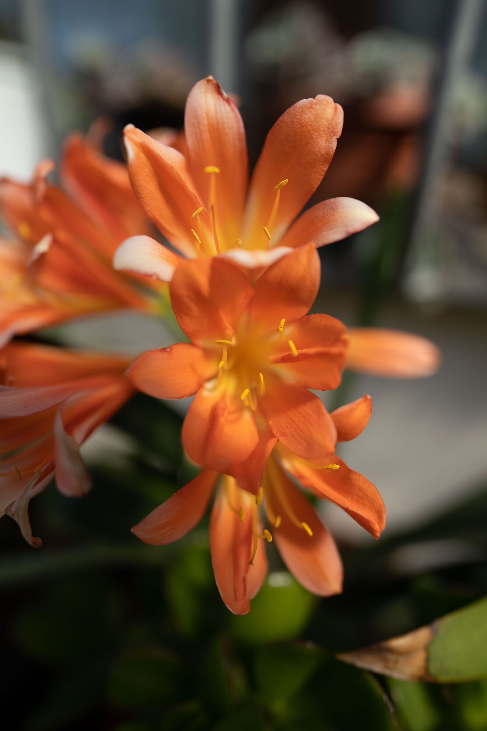 sony 20mm f1.8 g - sel20f18g - f1.8