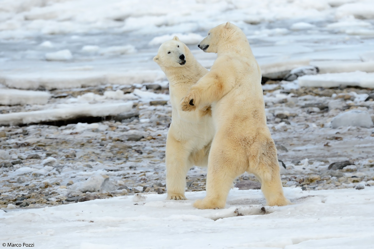 Mi concede questo ballo?