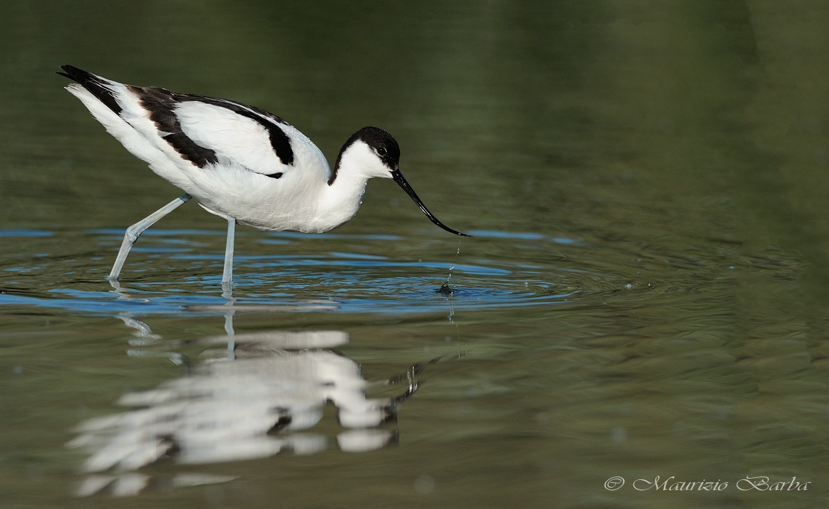 avocet