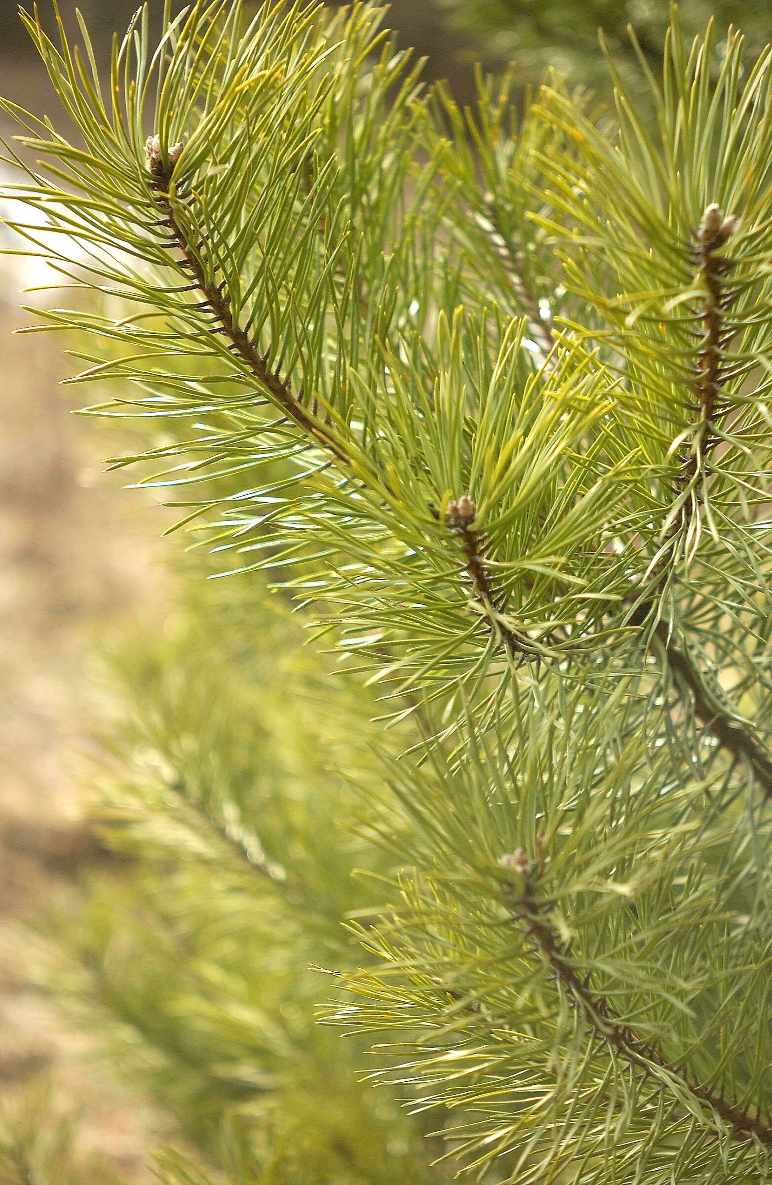Pine branch