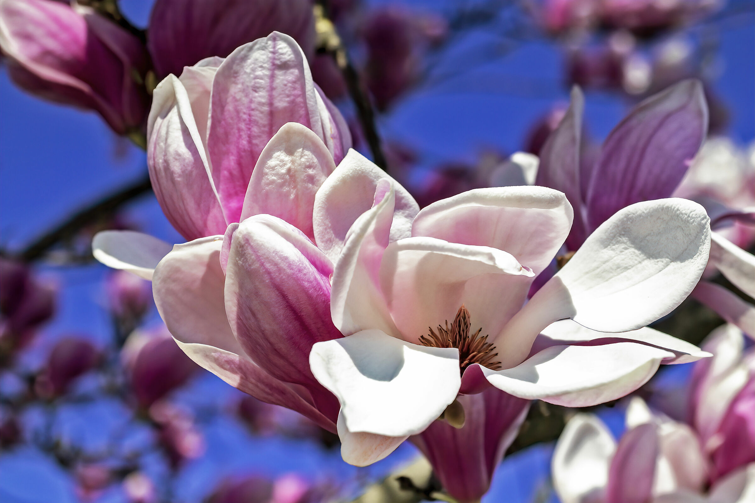 La terza magnolia del mio giardino