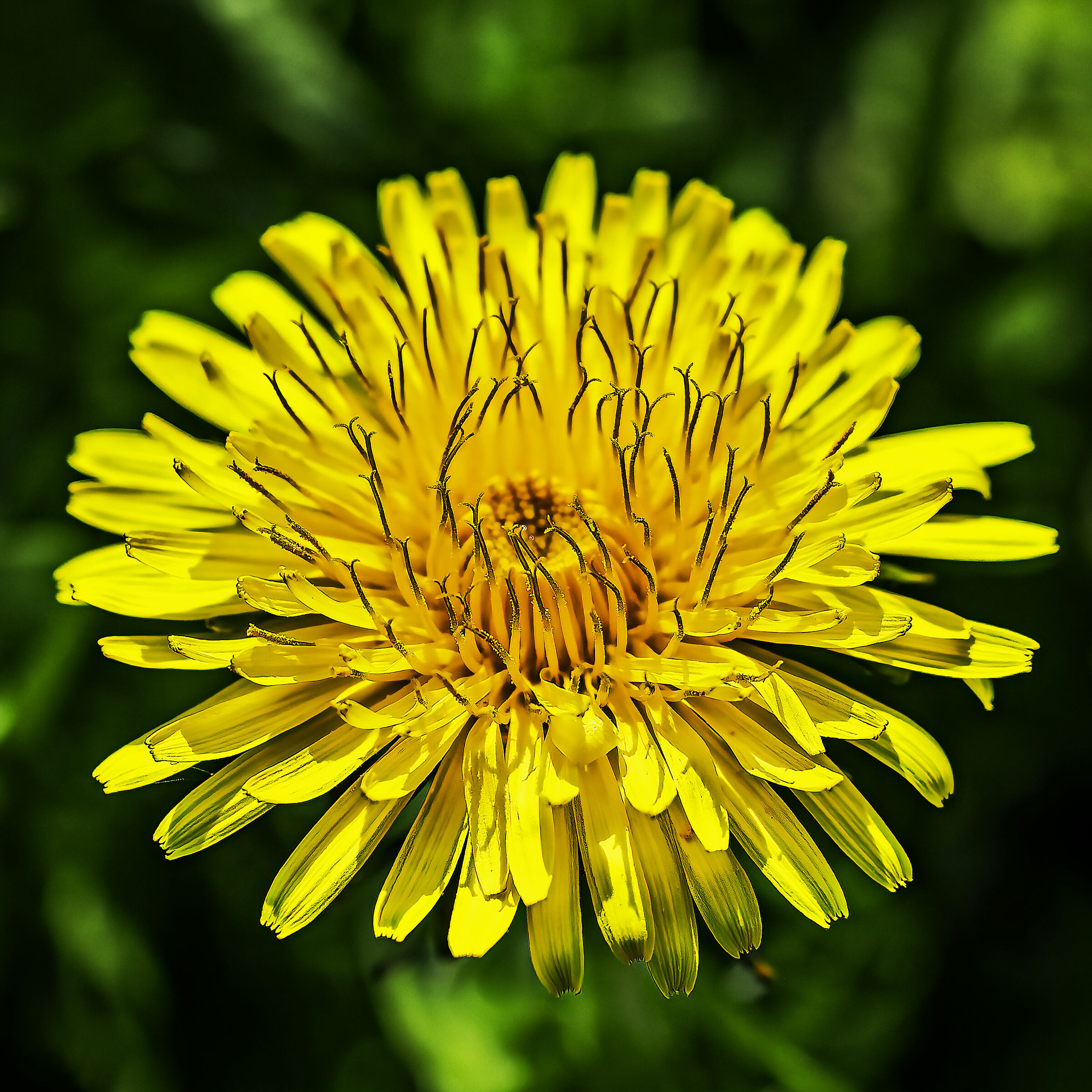 Onore ad un vecchio Obbiettivo