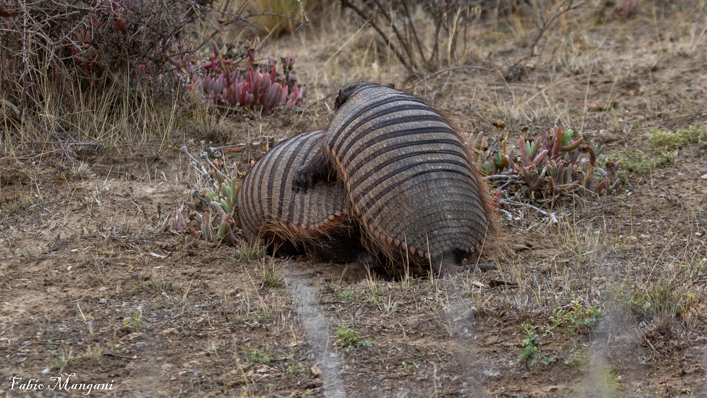 Accoppiamento di Armadilli .Patagonia -