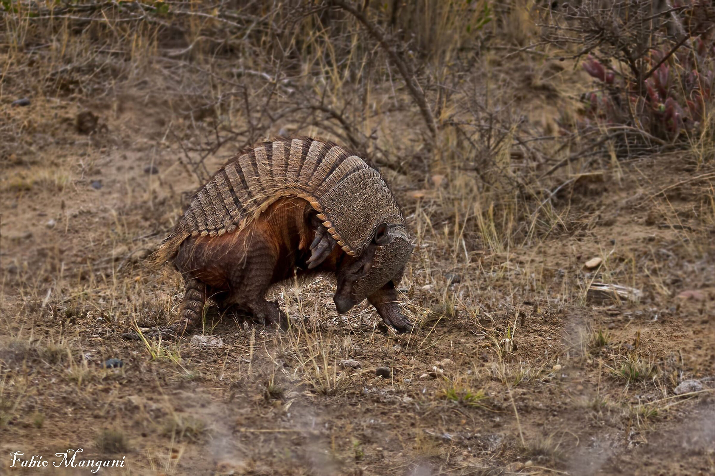 Armadillo -Patagonia