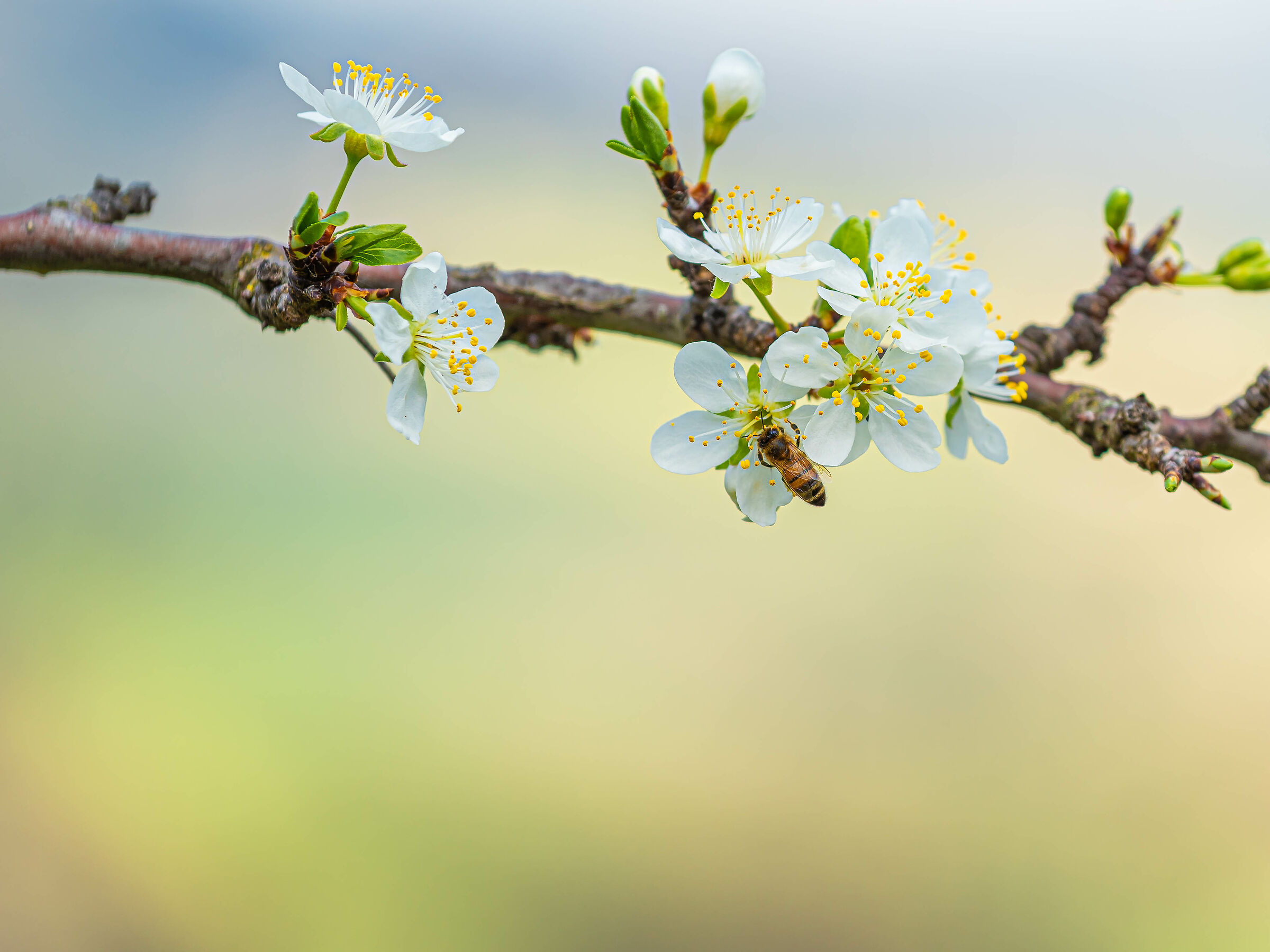 Bentornata primavera