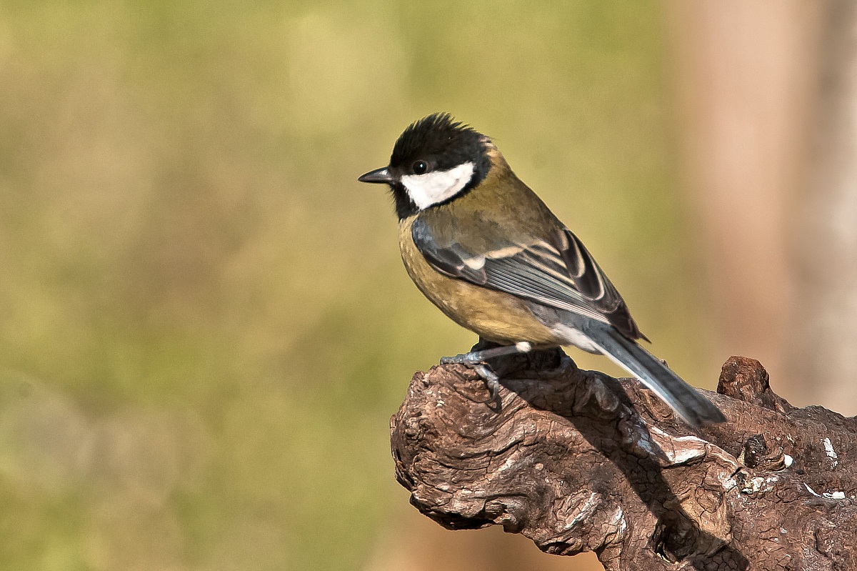 Great Tit