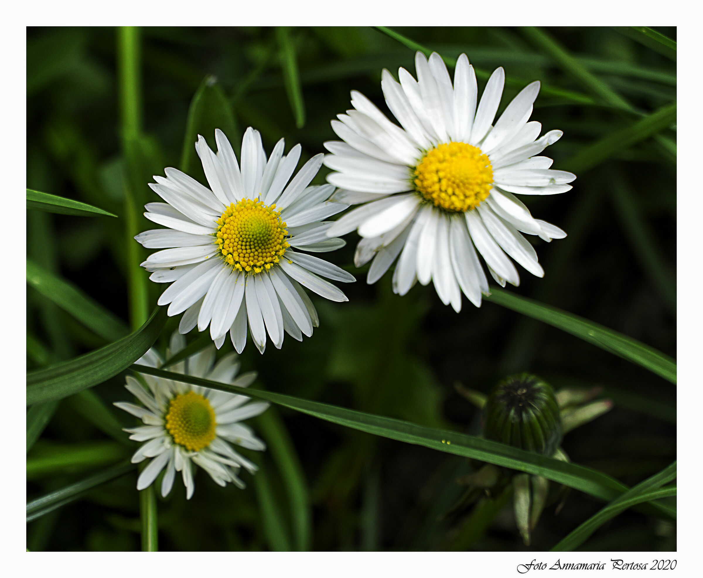 Dal giardino di casa mia