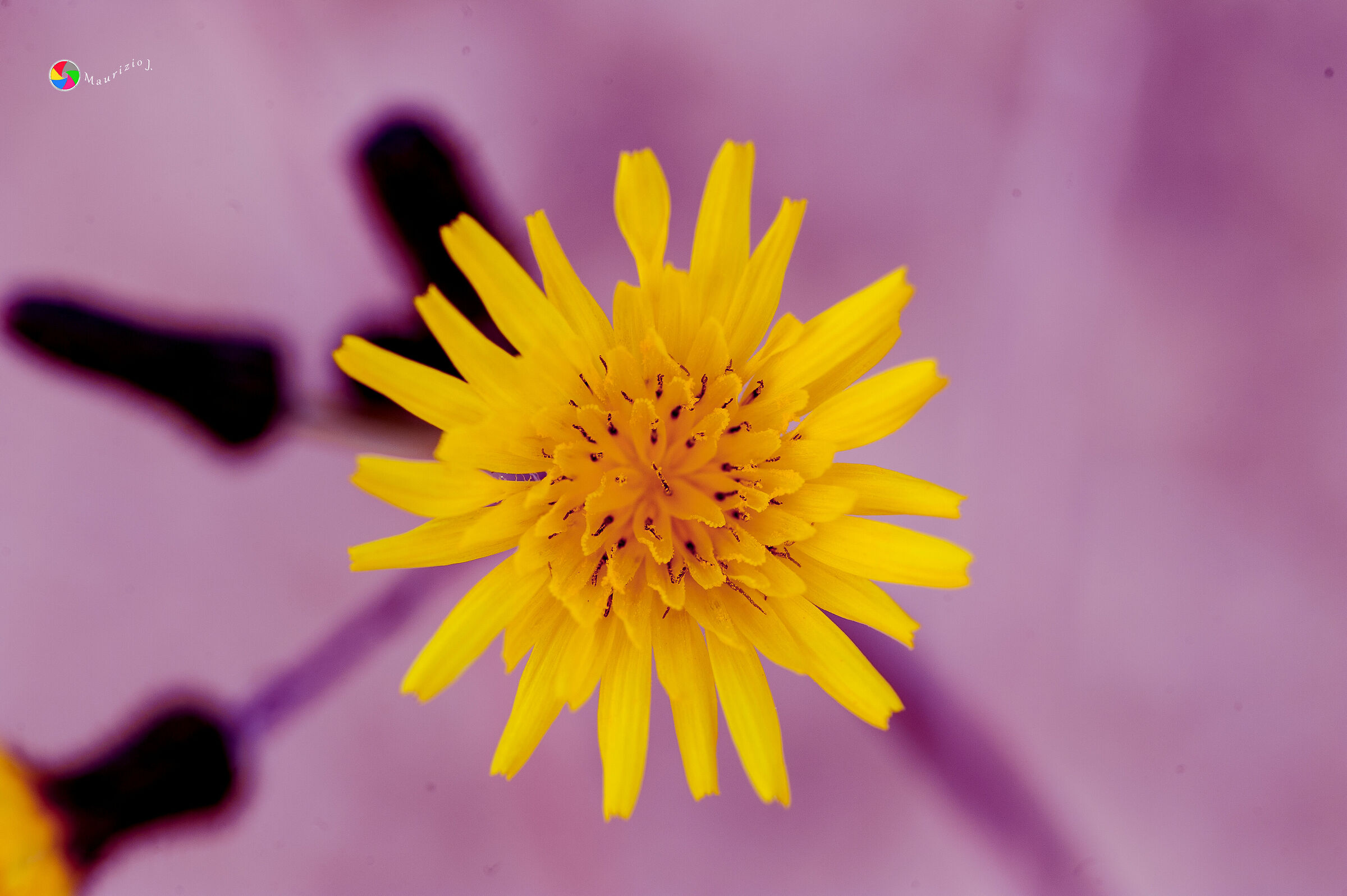 Coloriamo le giornate