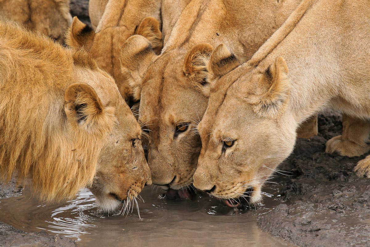 Leoni Savuti Area - Botswana