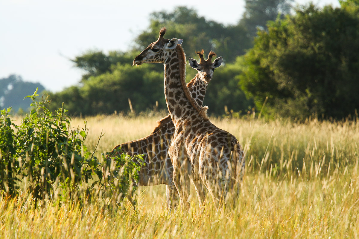 giraffe - Okavango delta