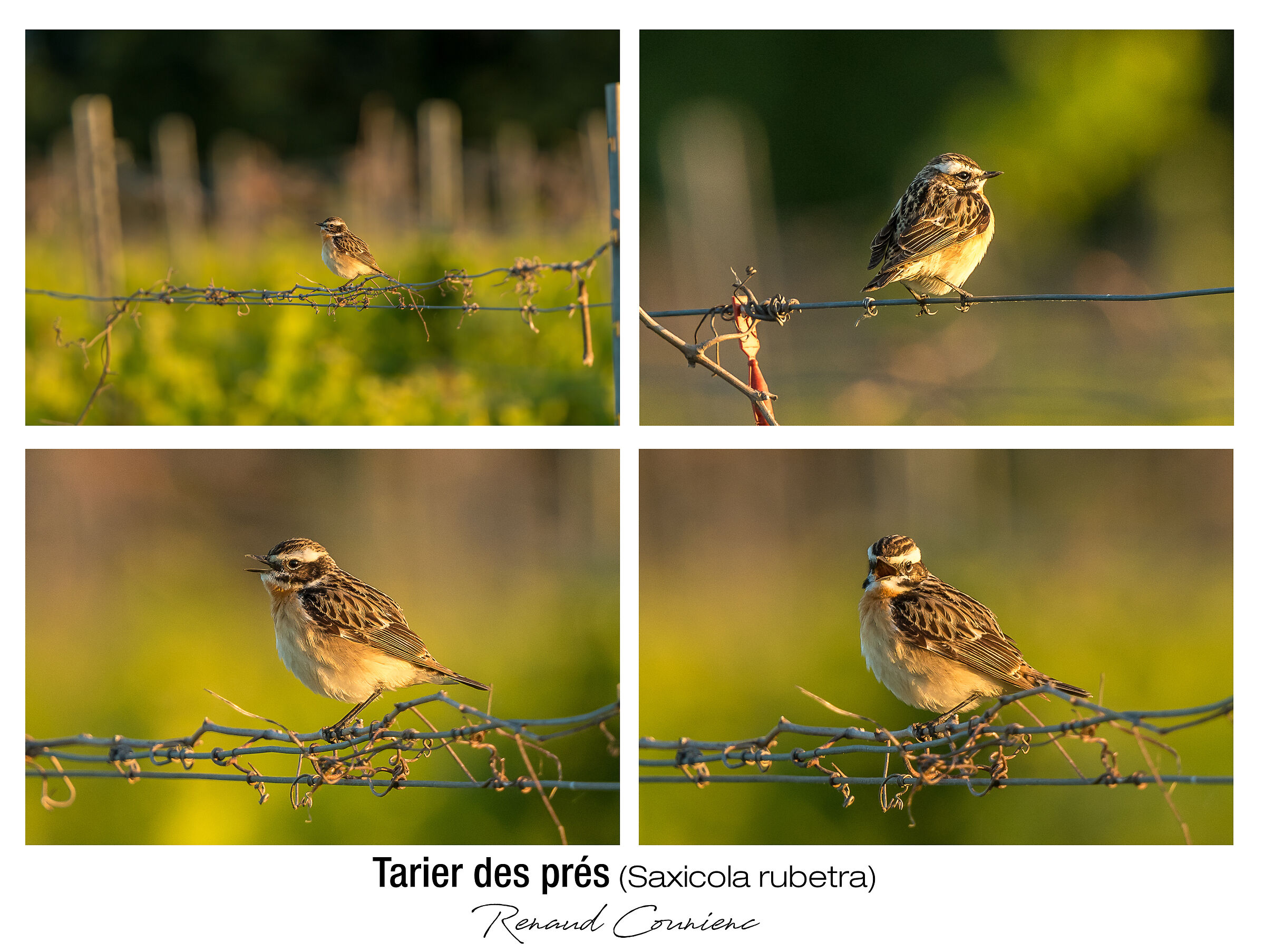 The Whinchat at autumn sunrise