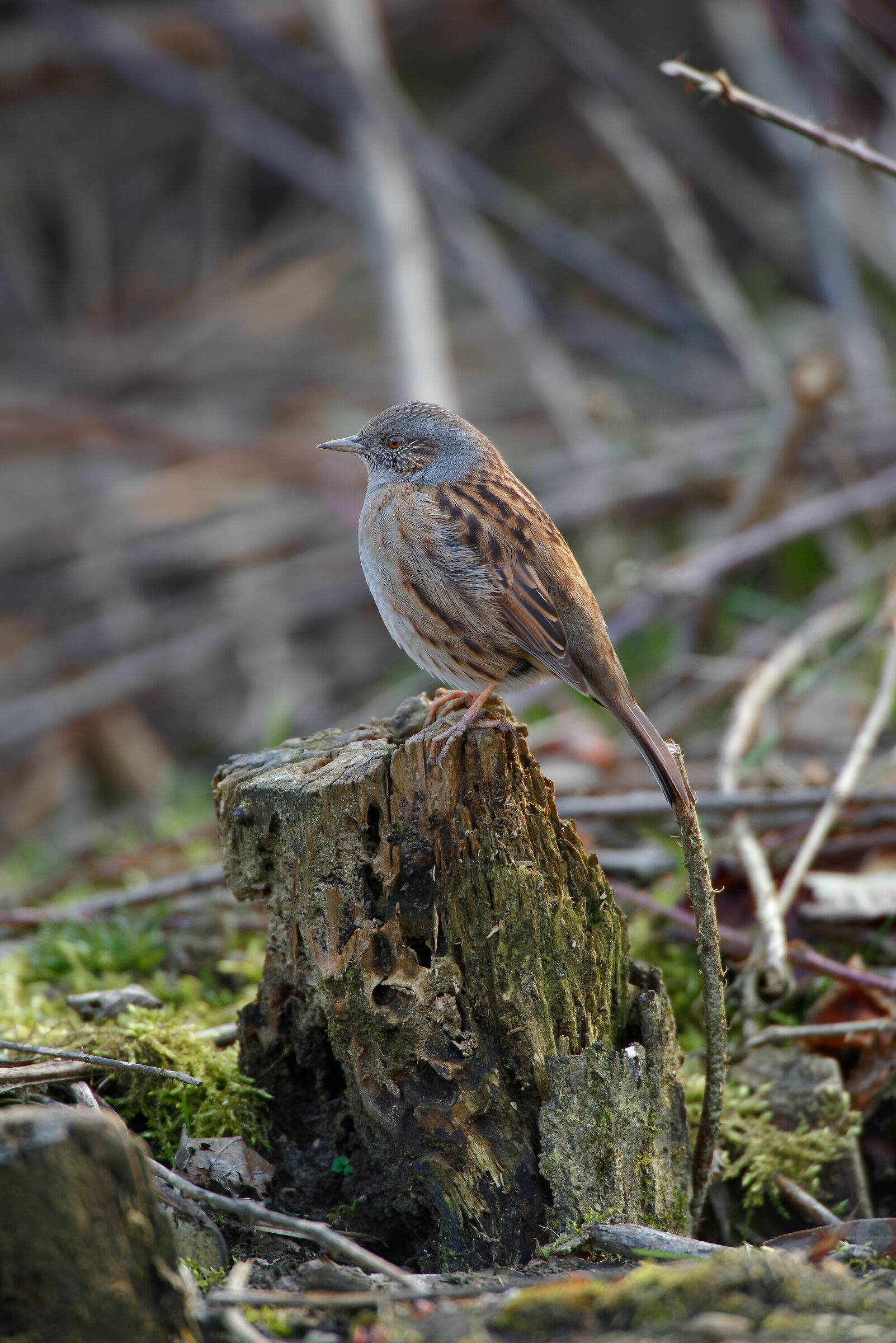 Scopaiola sul trespolo