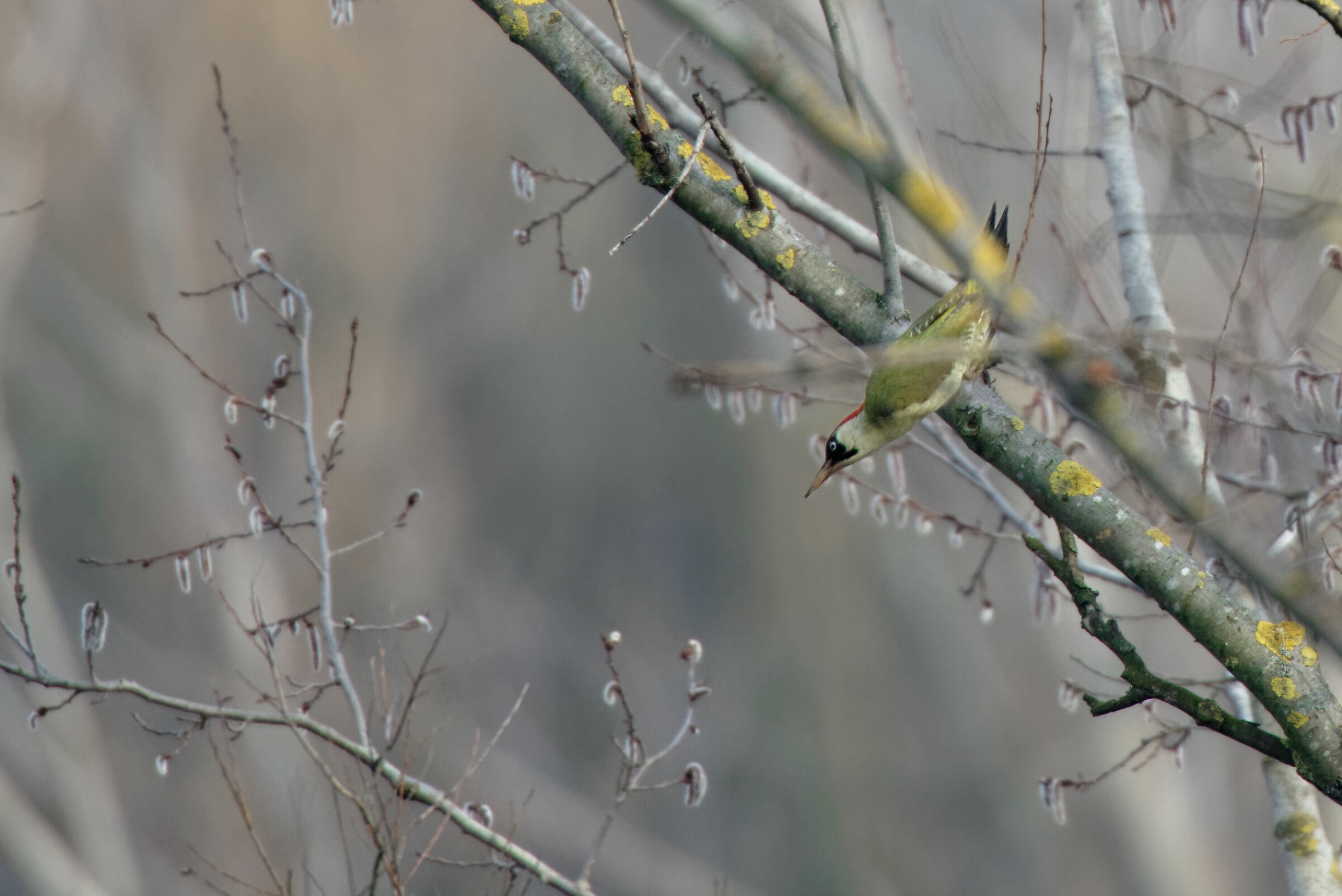 Picchio in picchiata