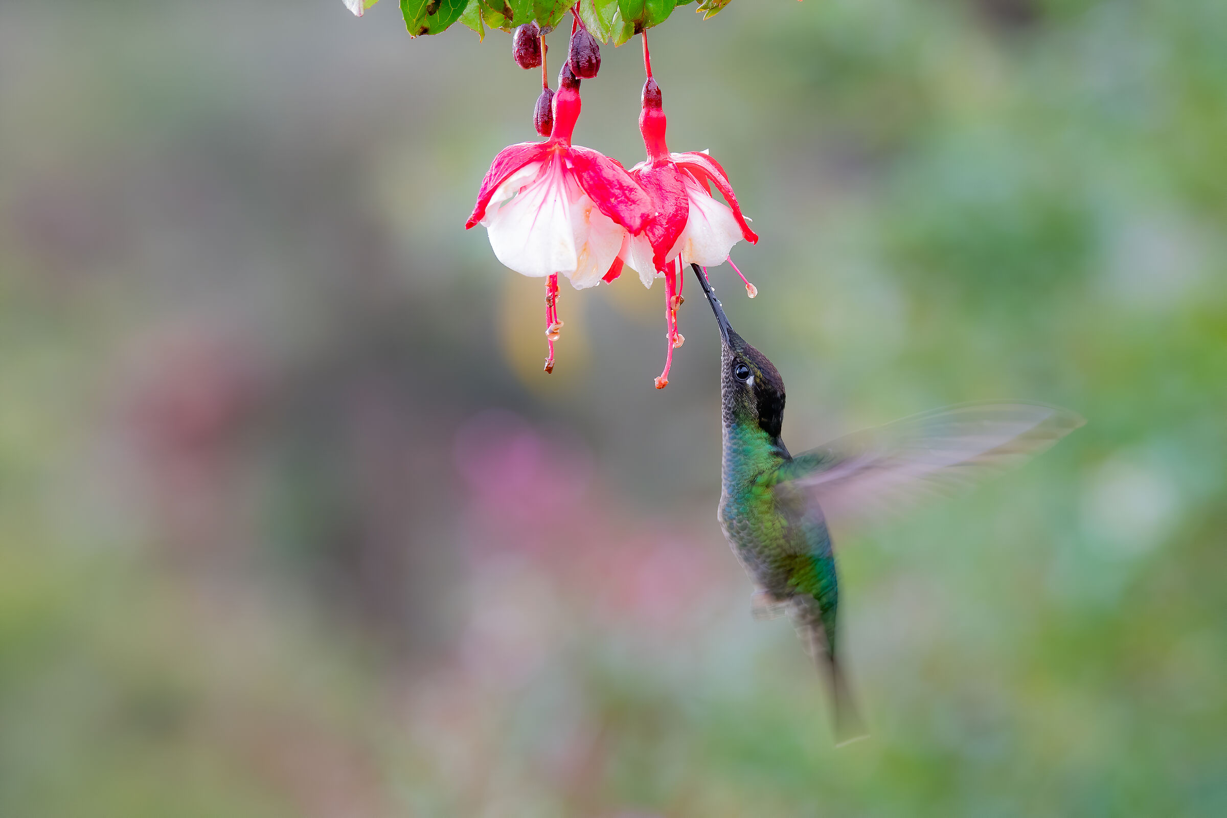 Talamanca hummingbird