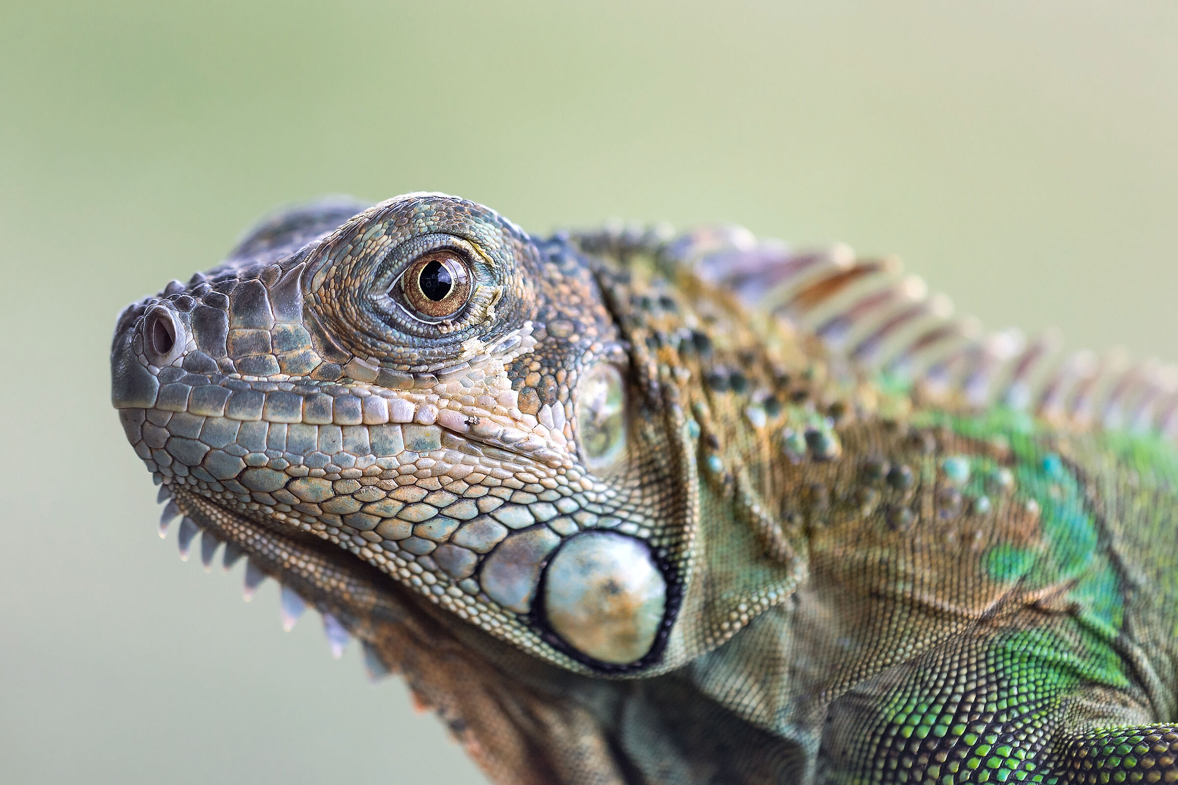 Iguana verde (Iguana iguana)