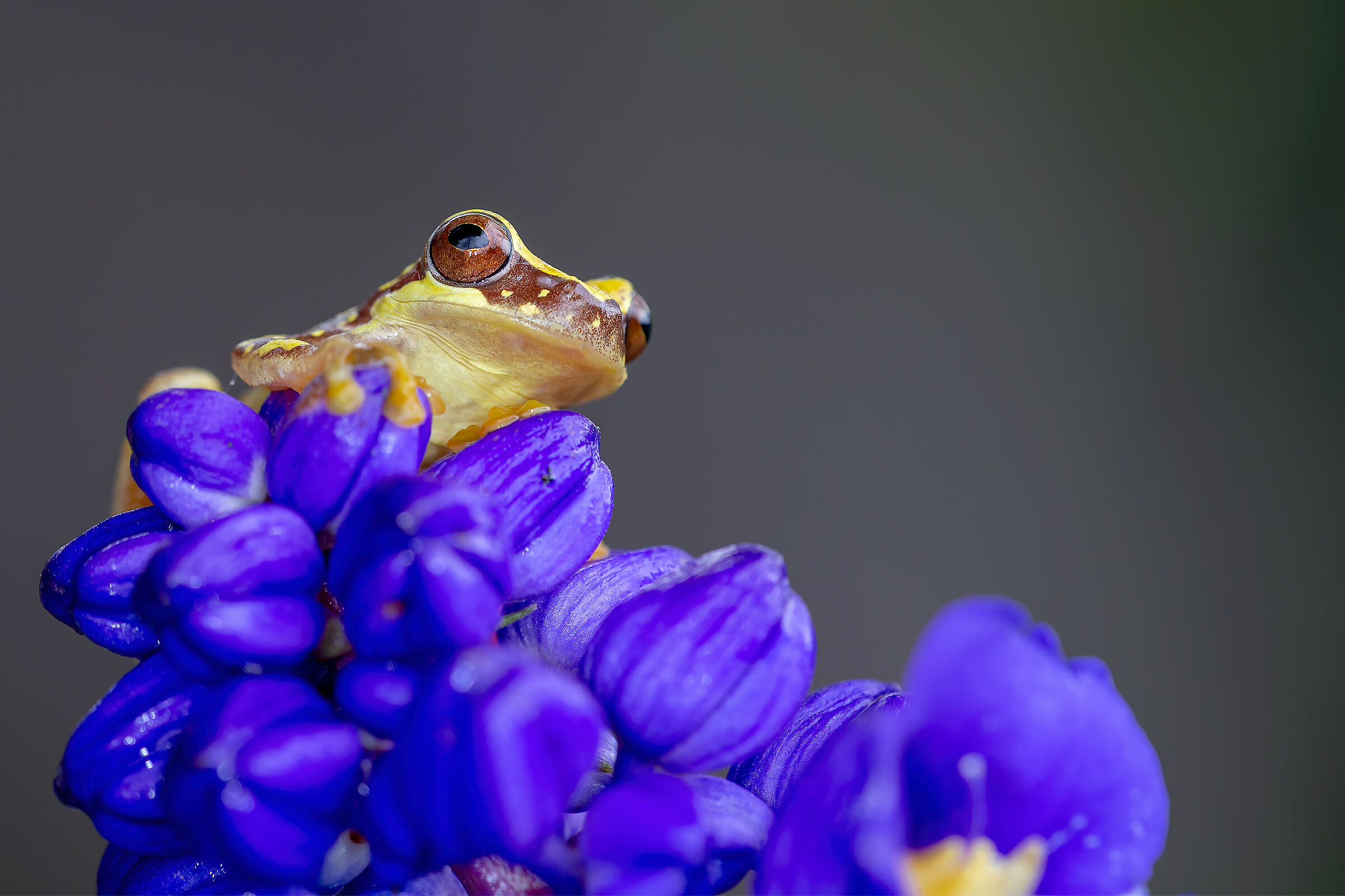 Rana clessidra(Dendropsophus ebraccatus)
