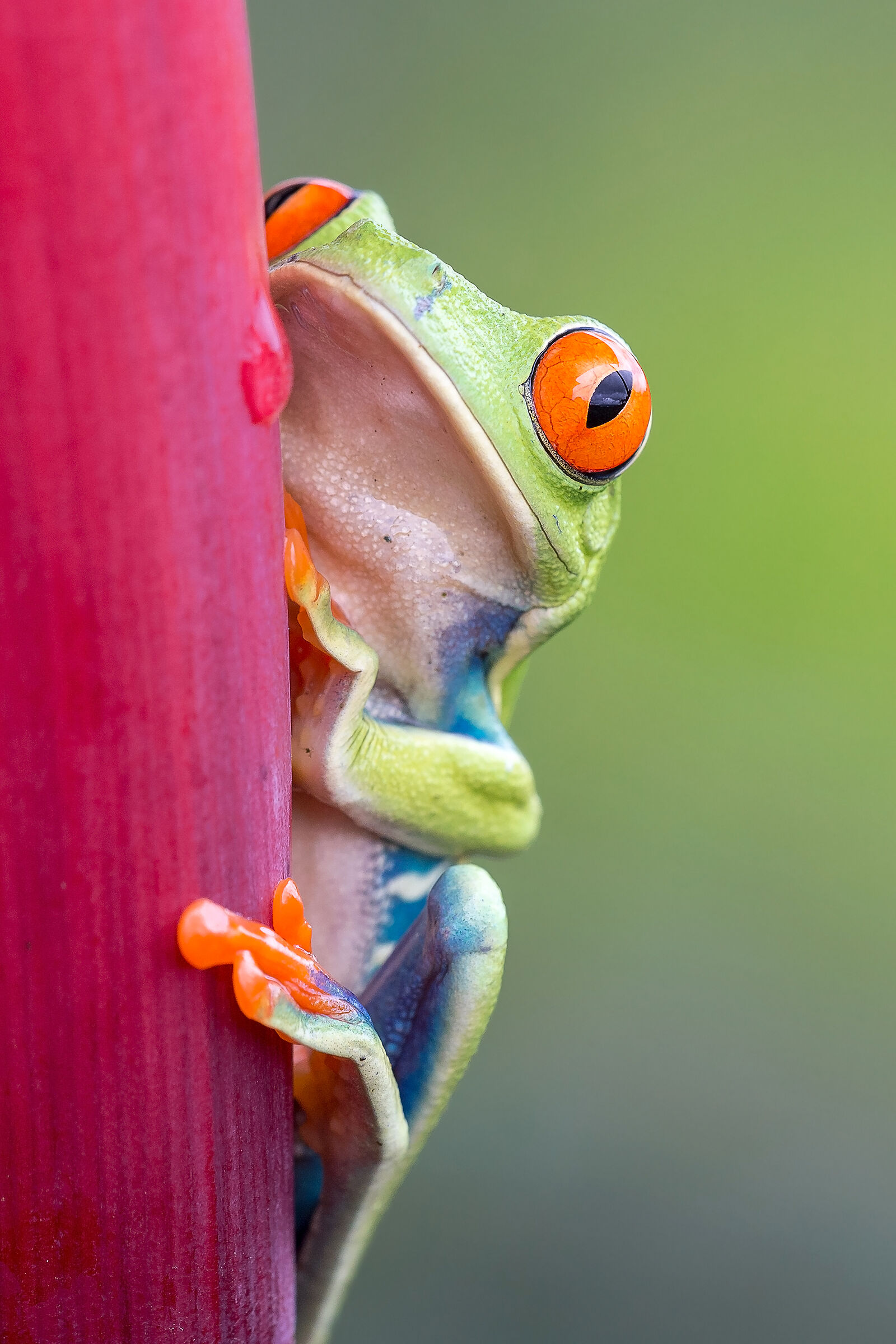 Red eye tree frog (Agalychnis callidryas)