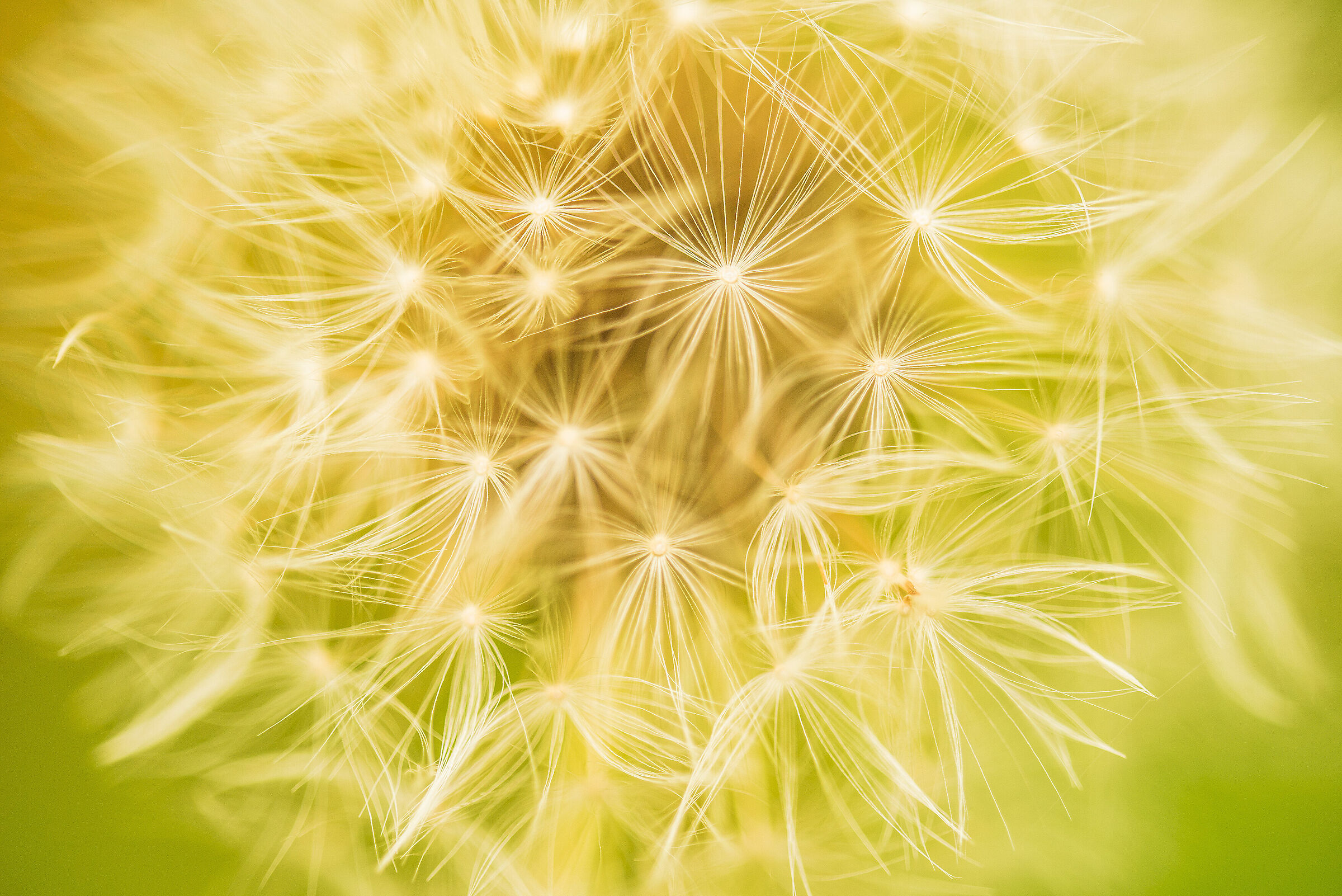 Make a wish