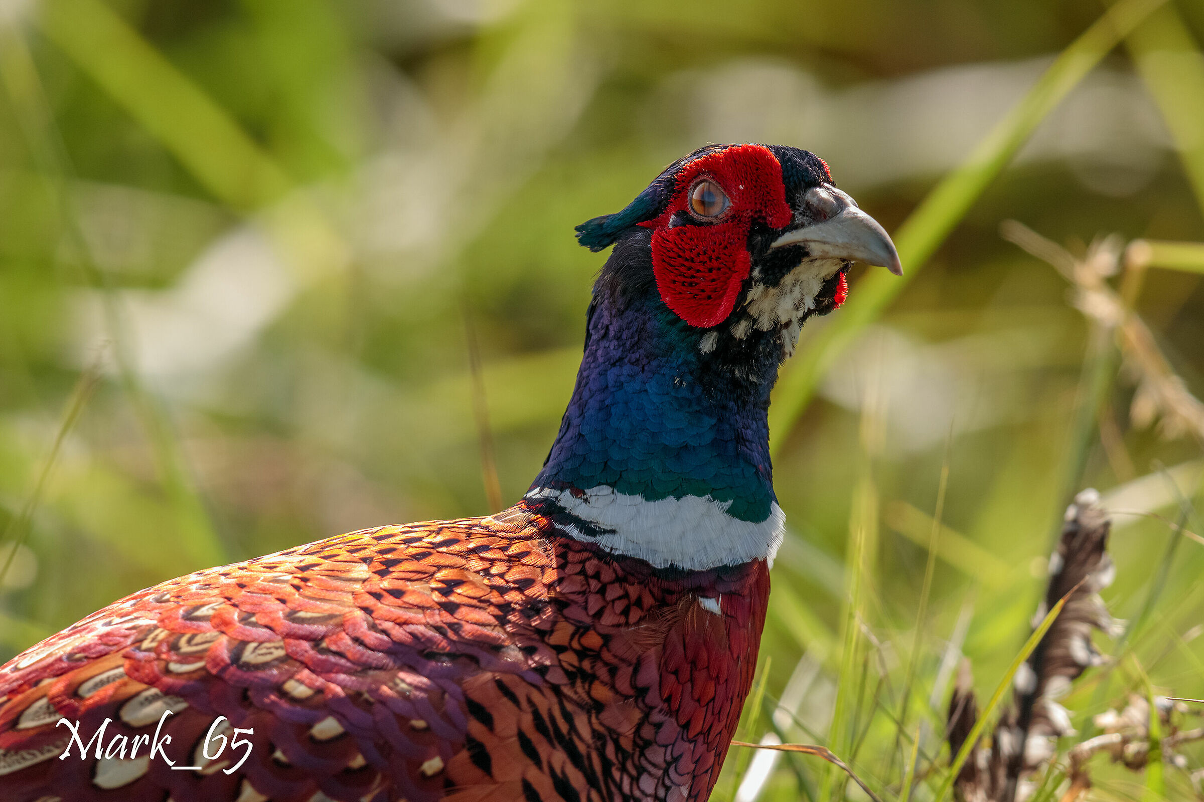 Pheasant