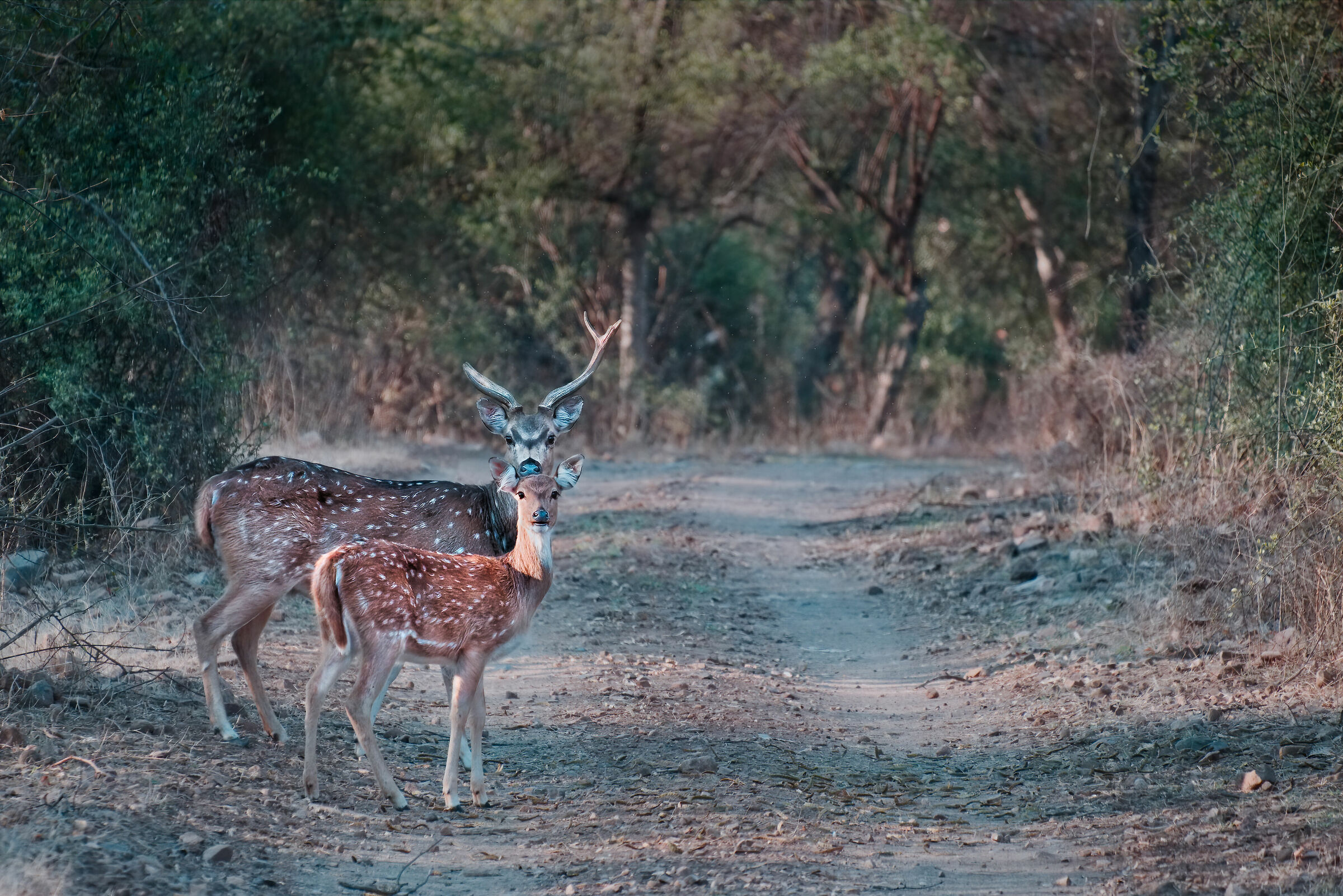 Chital (Axis Axis) in Ranthambore National Park (India)