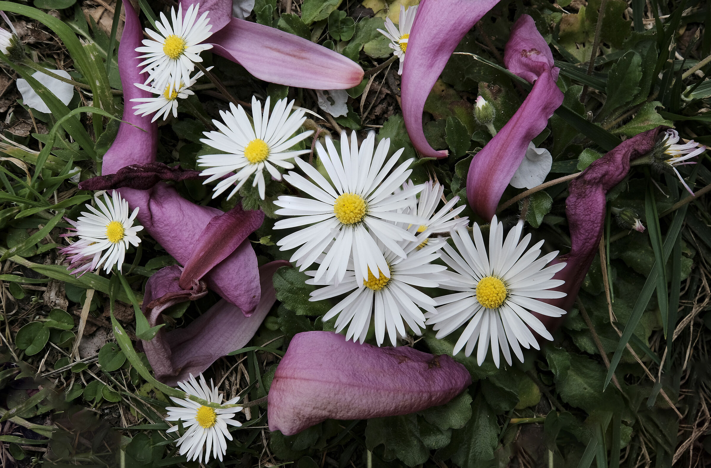 Margherite di casa mia :)