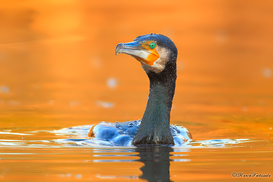 Cormorano