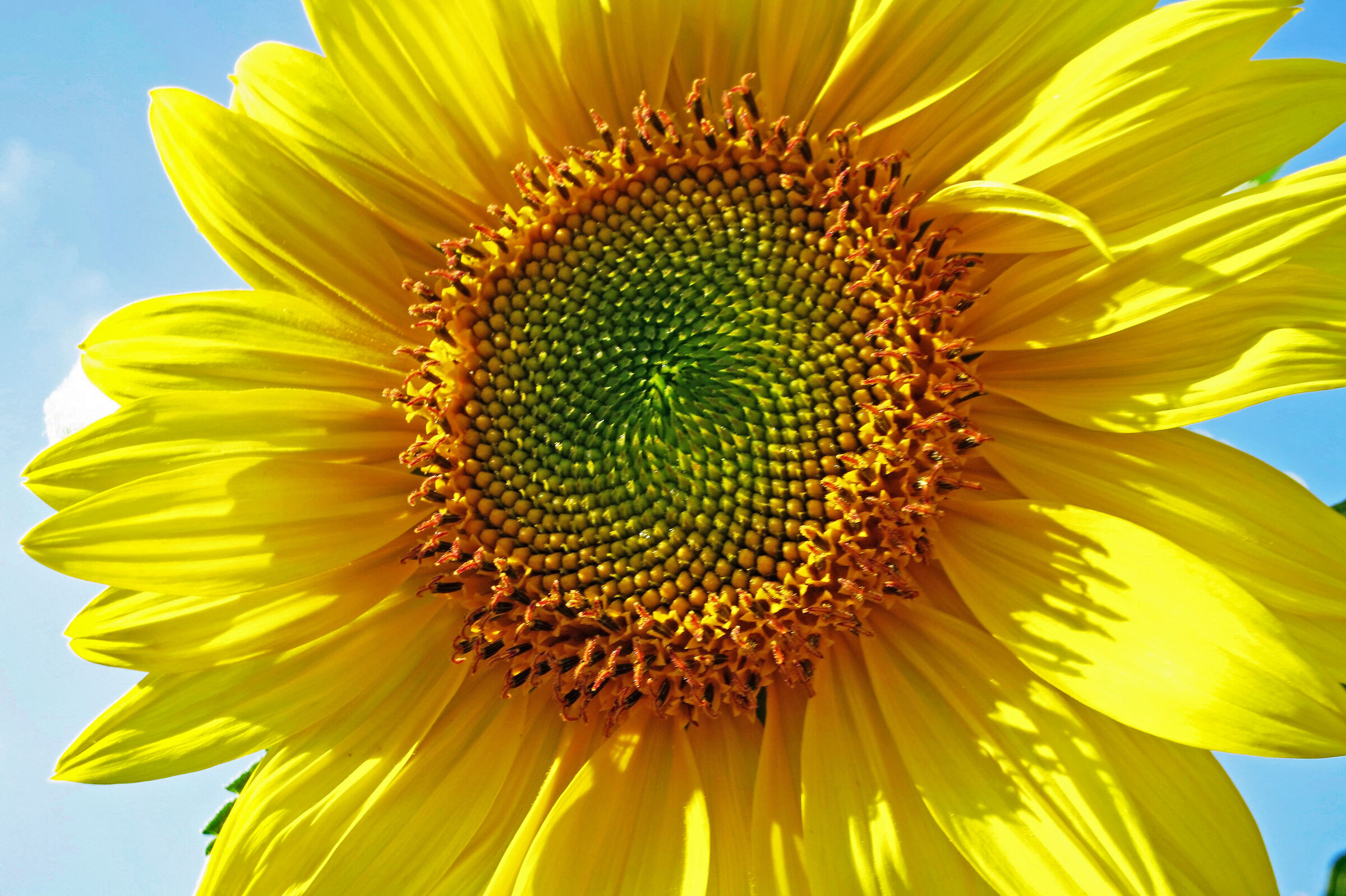 Sunflower (Calabria)