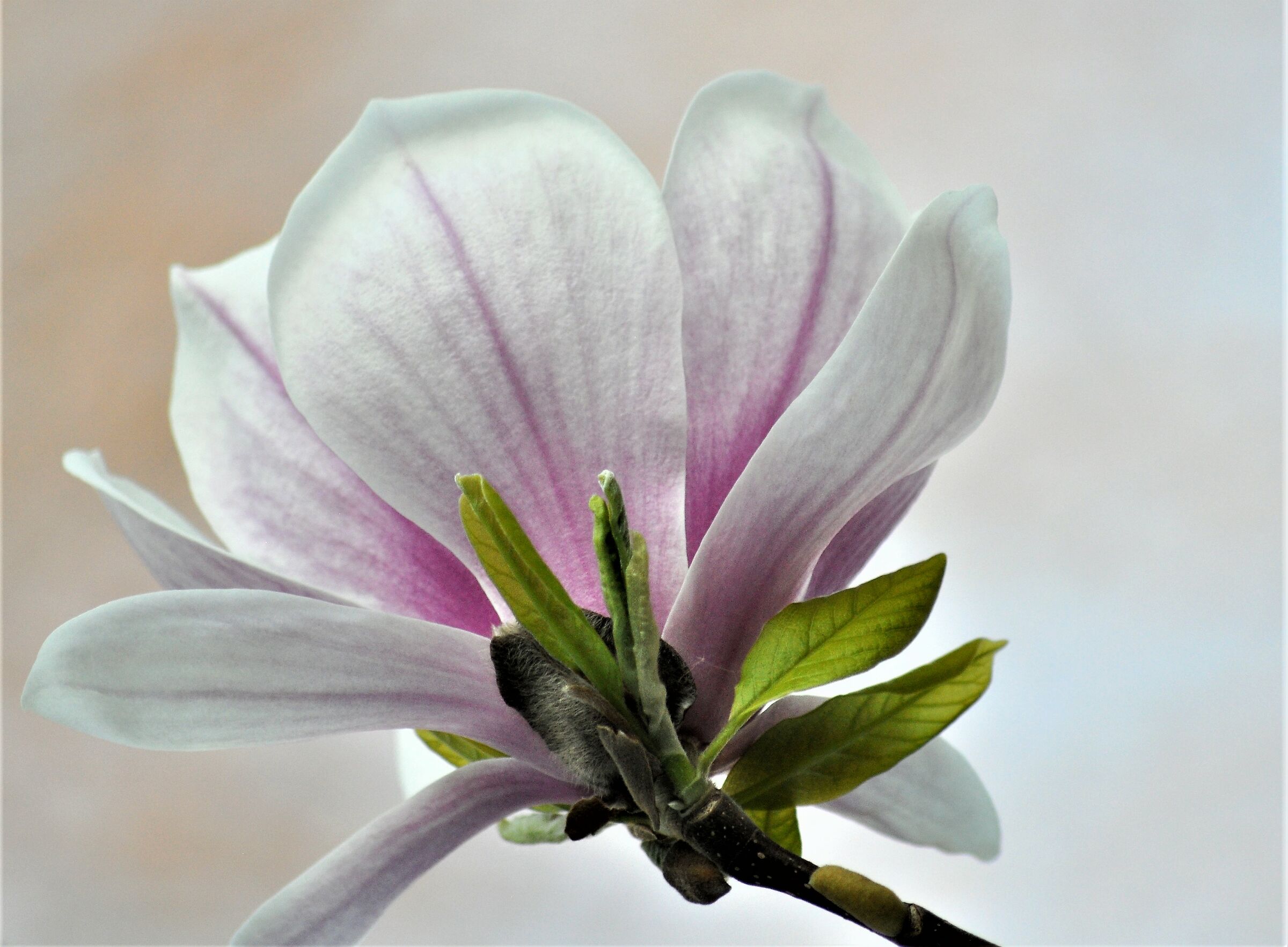 magnolia