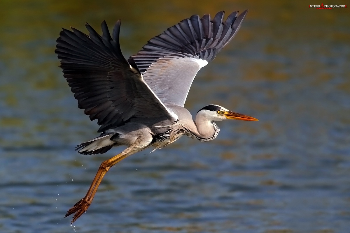 Airone cenerino (sorvolando III )