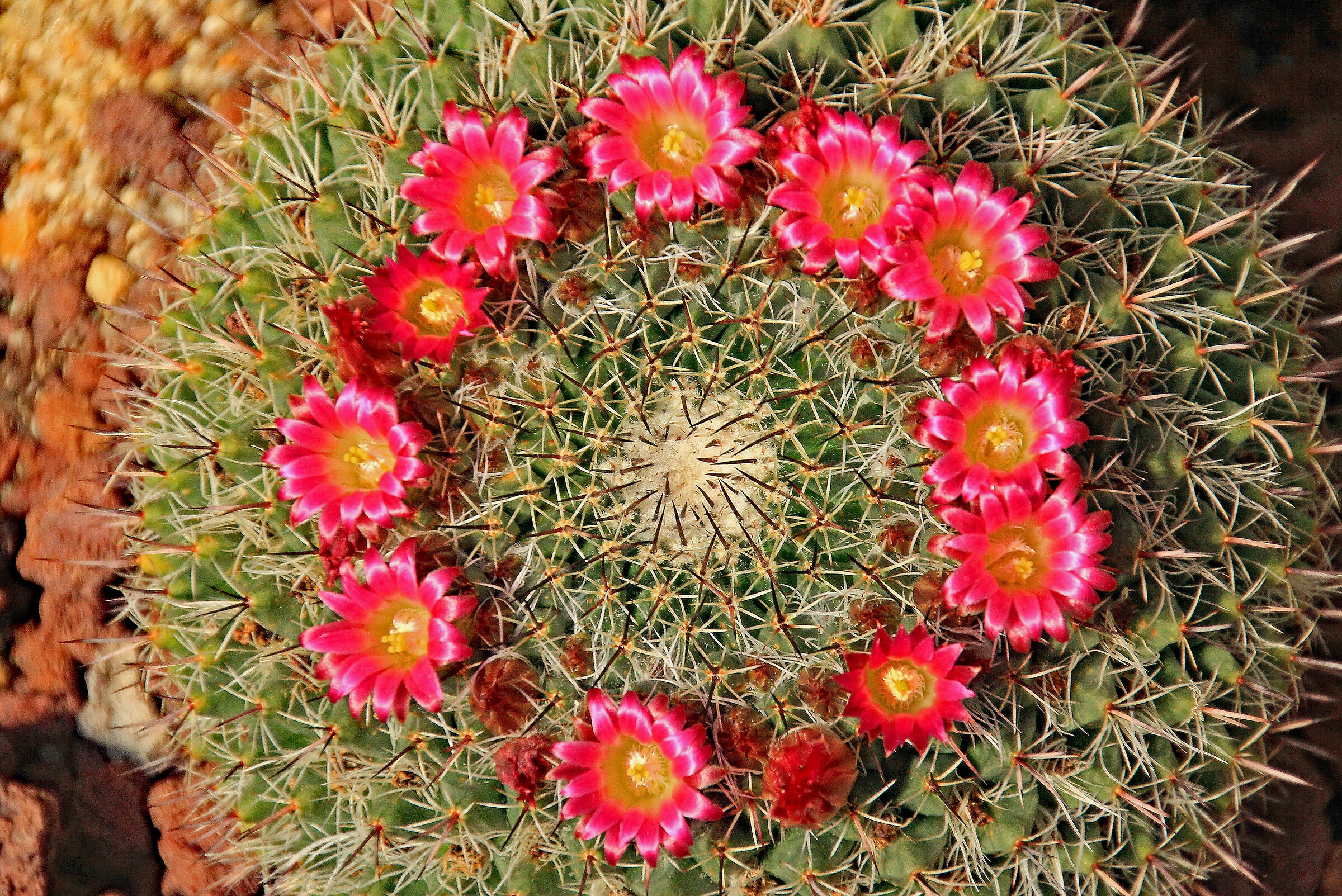 Flowered fatty plant