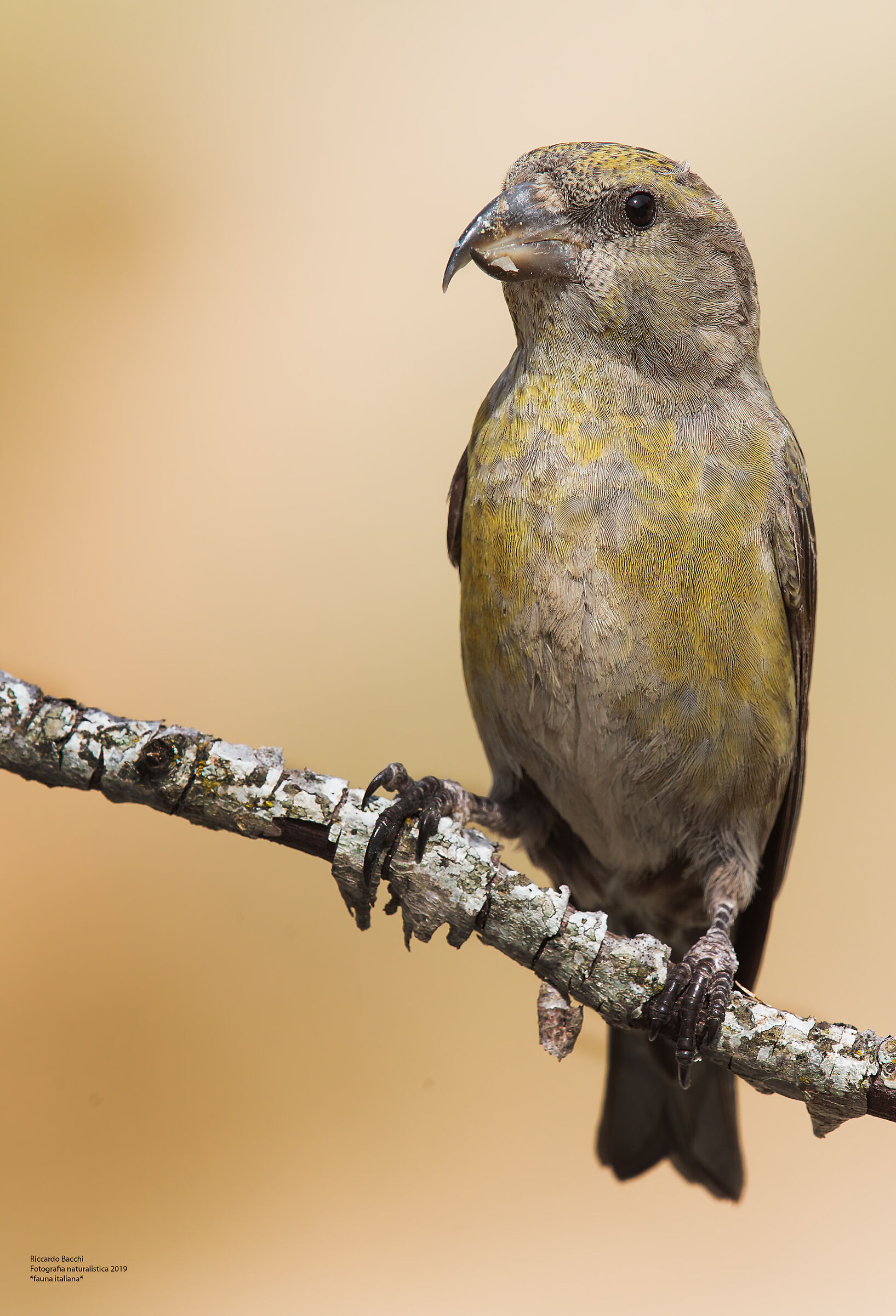 Crociere femm Appennino Centrale