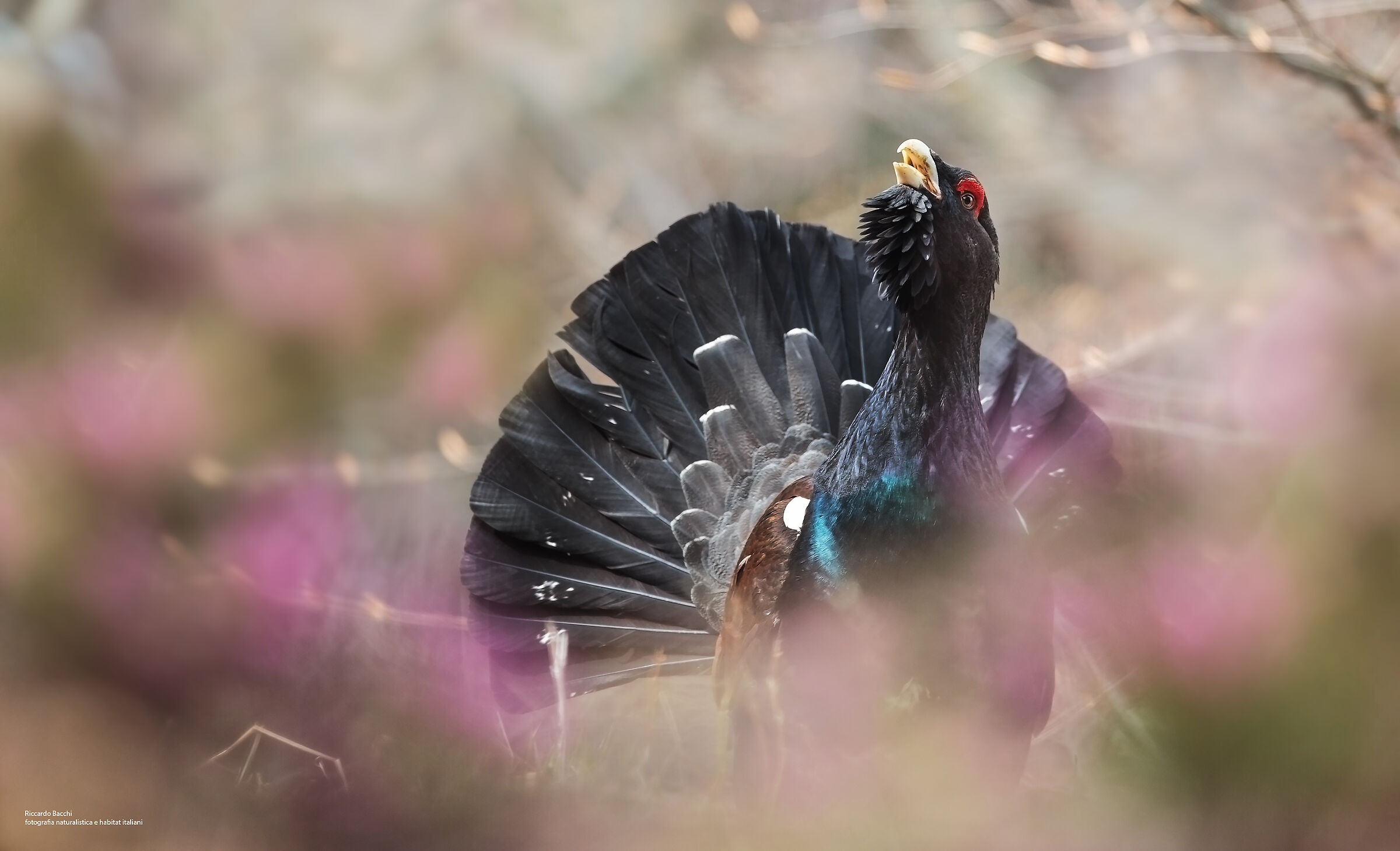 Cedrone erica e faggeta