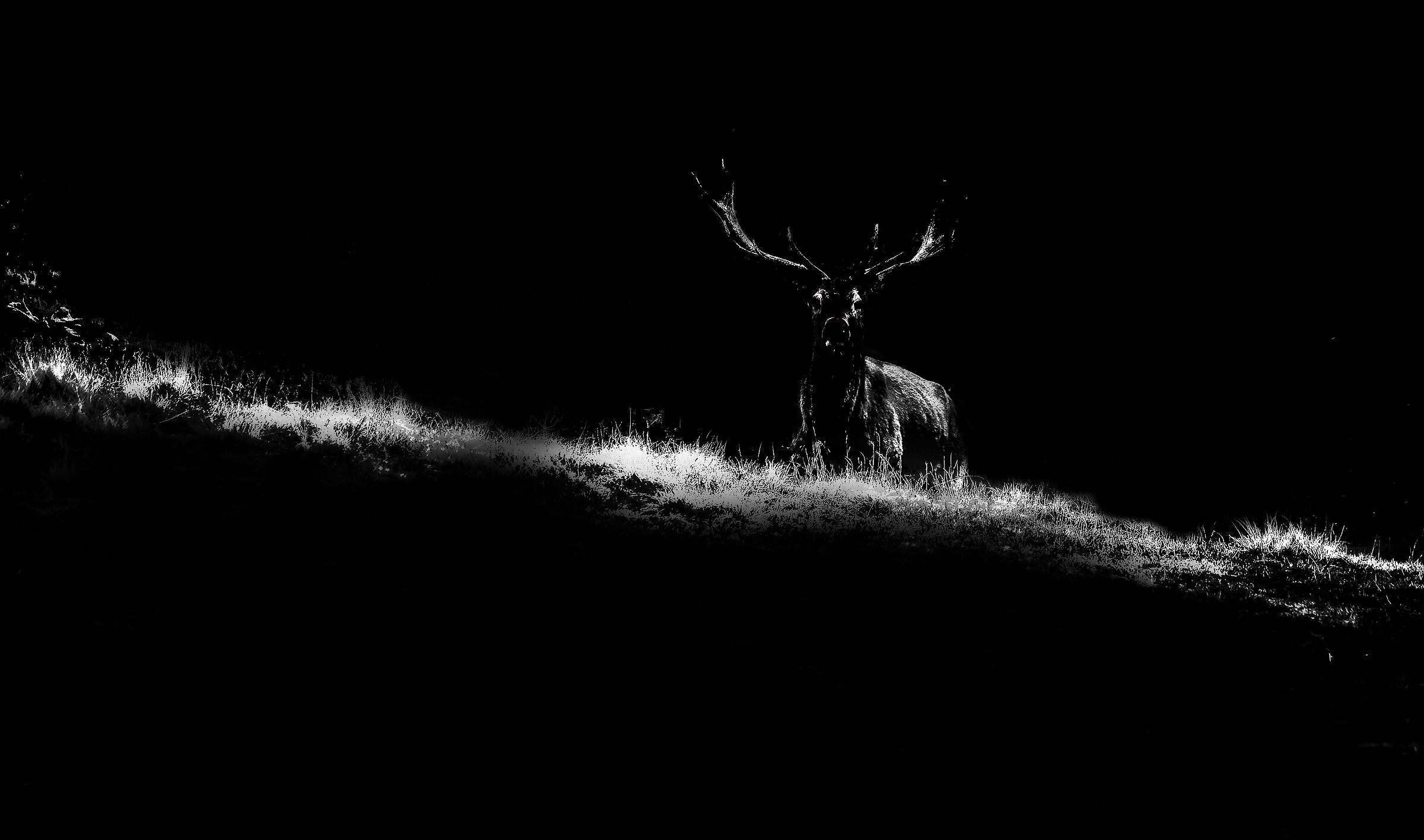 Cervo Nobile, Appennino bolognese, ultime luci, Ott. 20