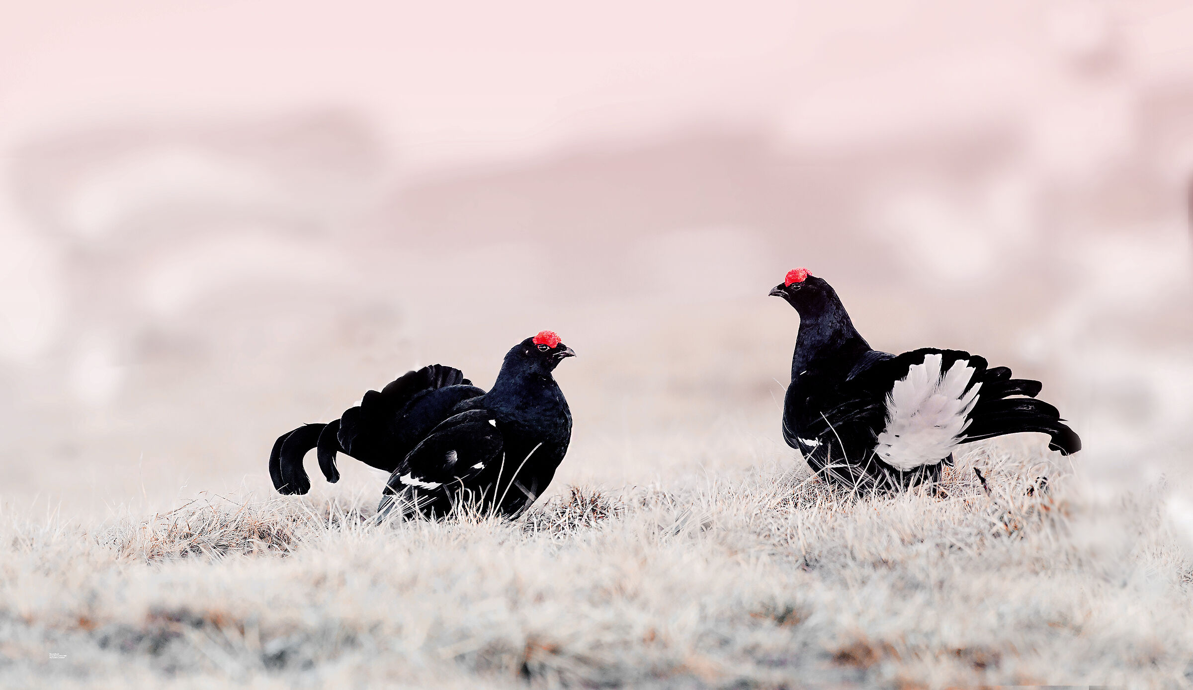 Forcelli in arena, Alpi Marittime, 2019