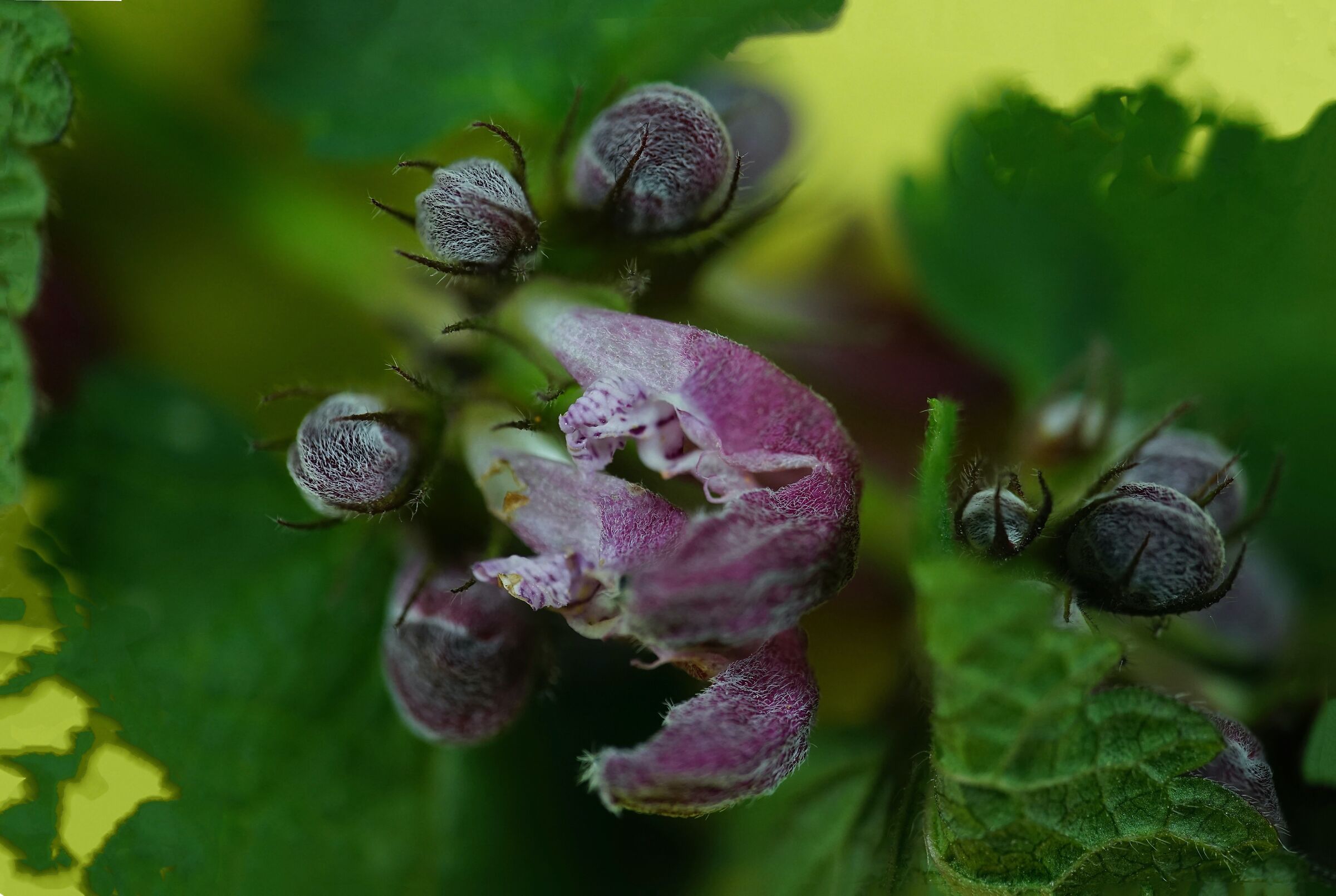 Stachys sylvatica (?): particolare