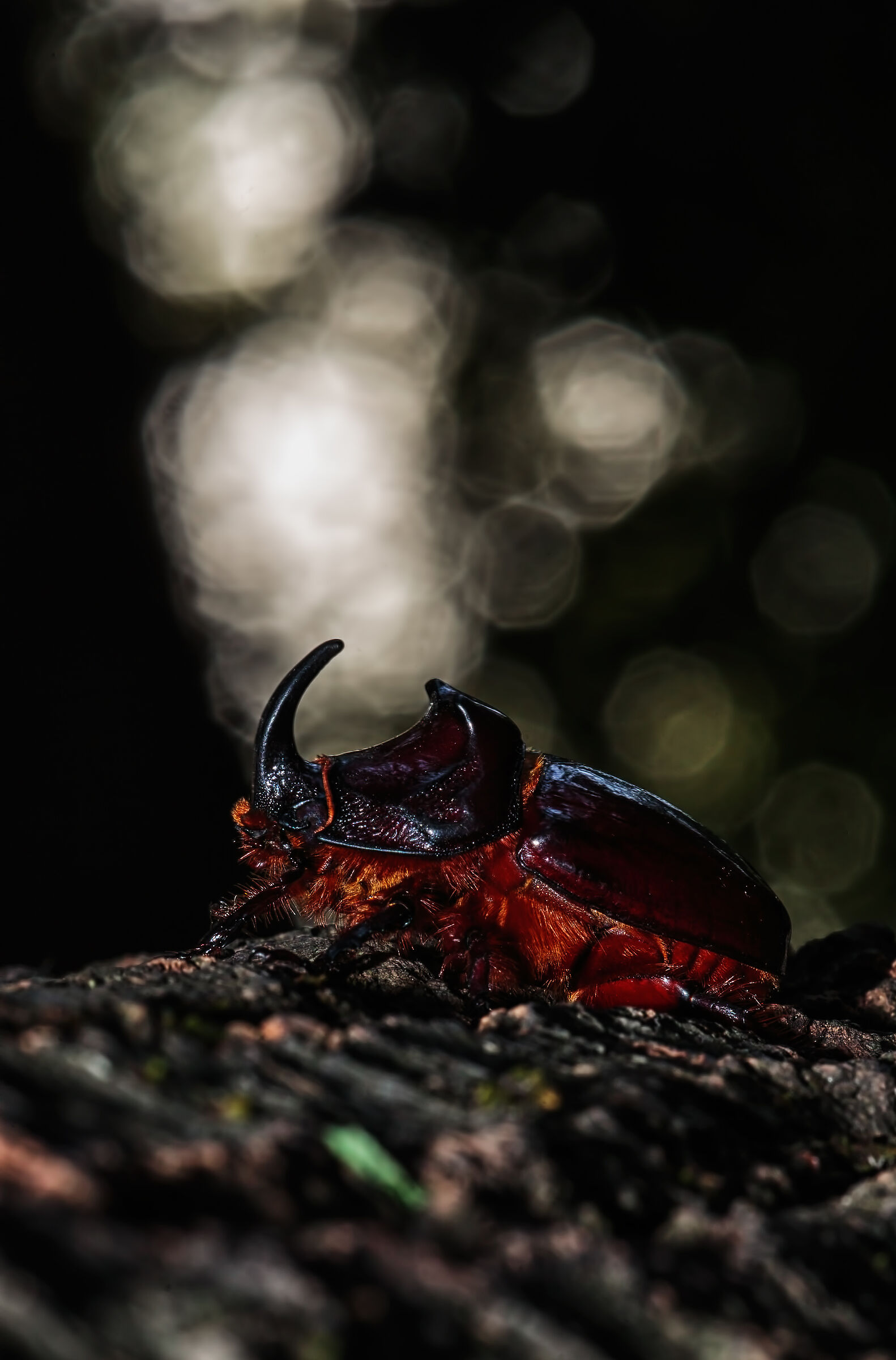 Scarabeo Rinoceronte