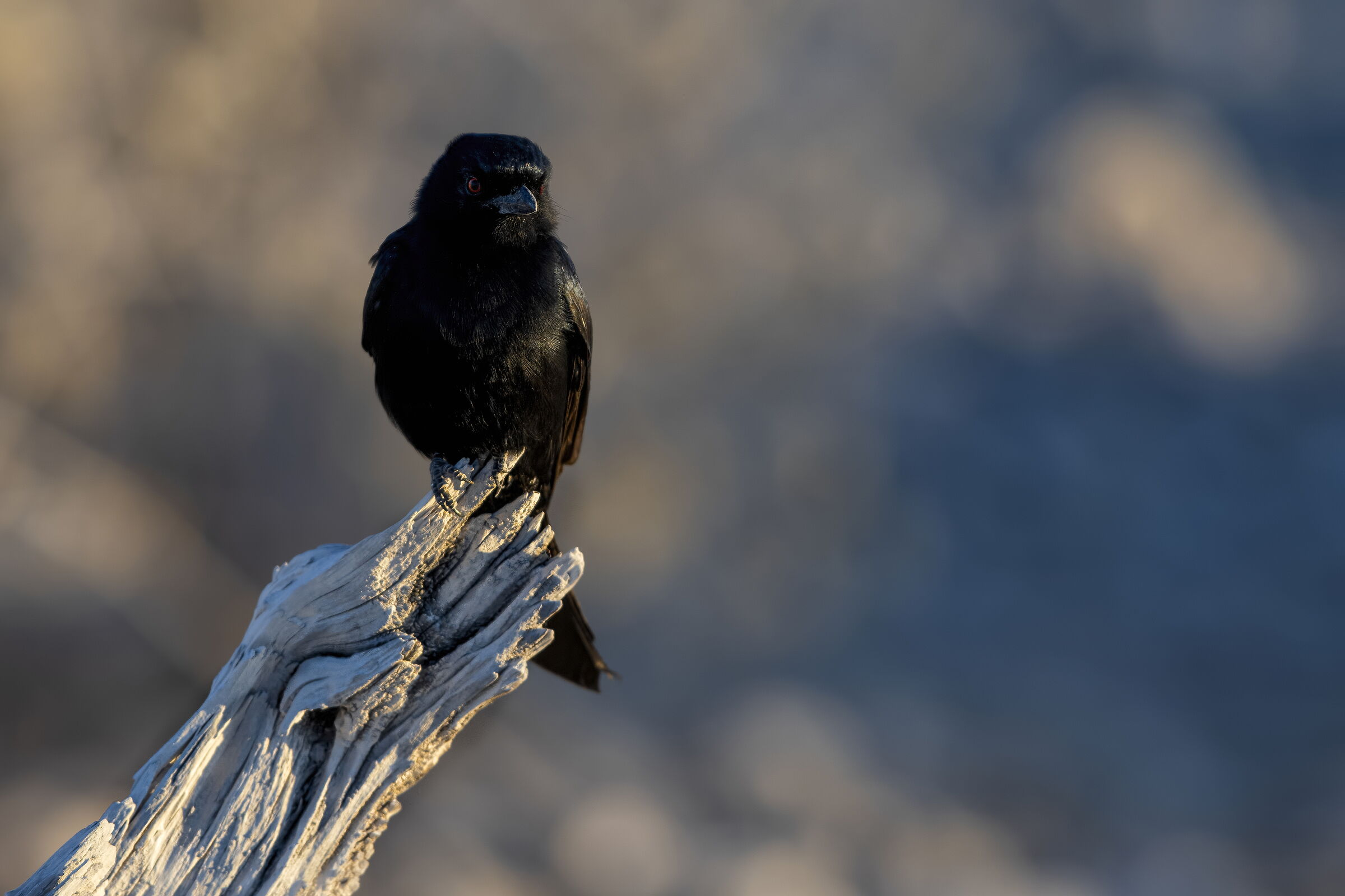 black drongo