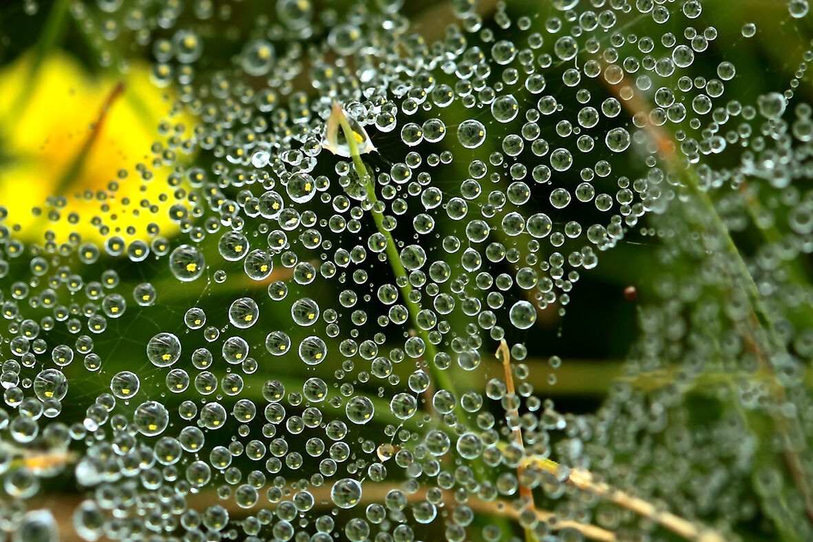 rugiada: un  universo di goccioline c