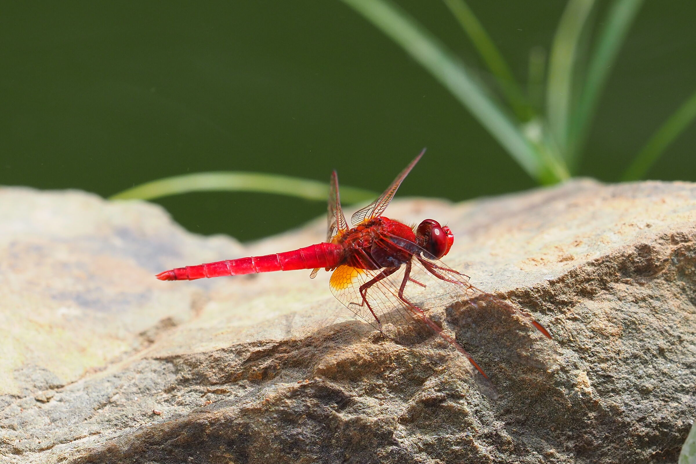 Dragonfly