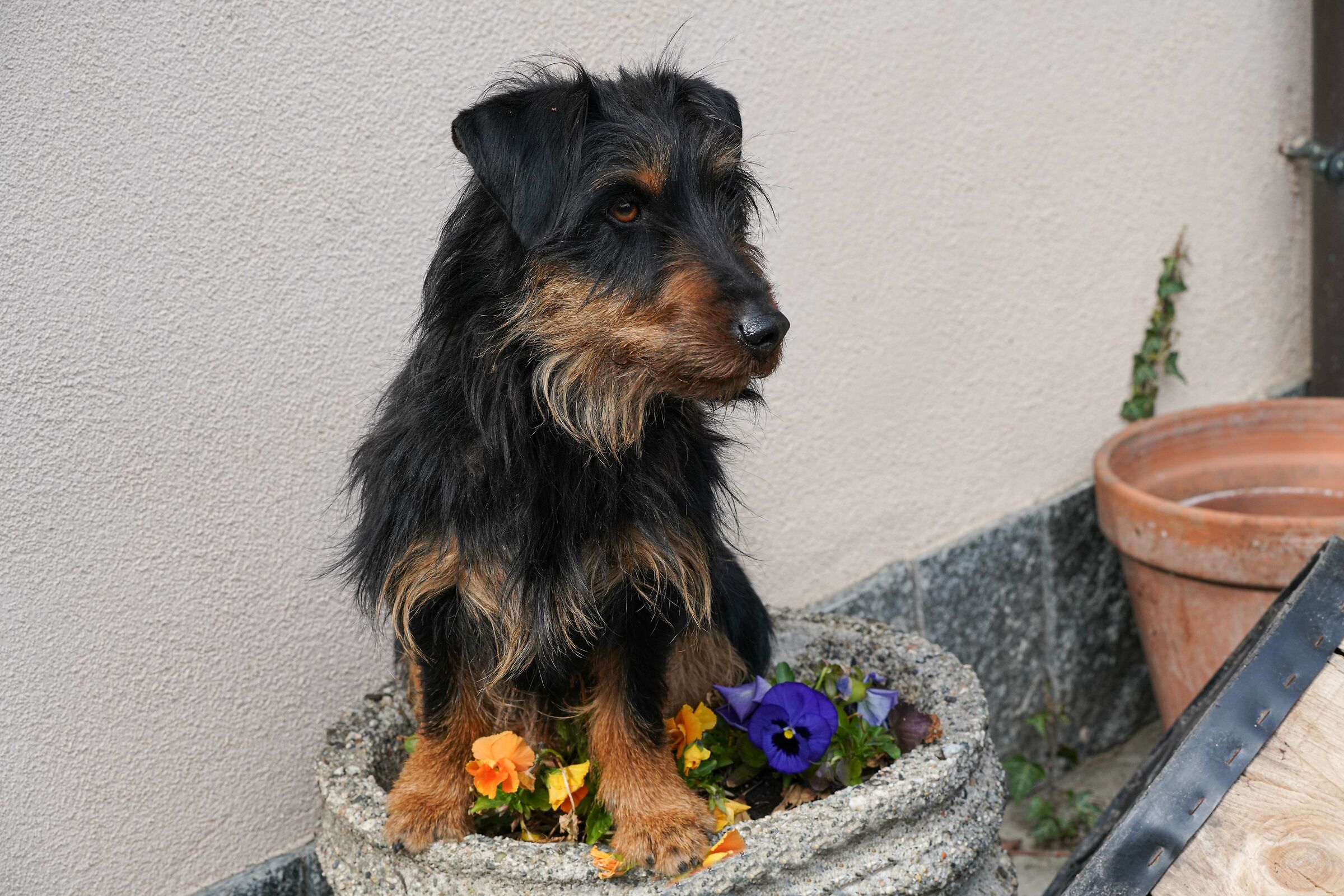 flower lover