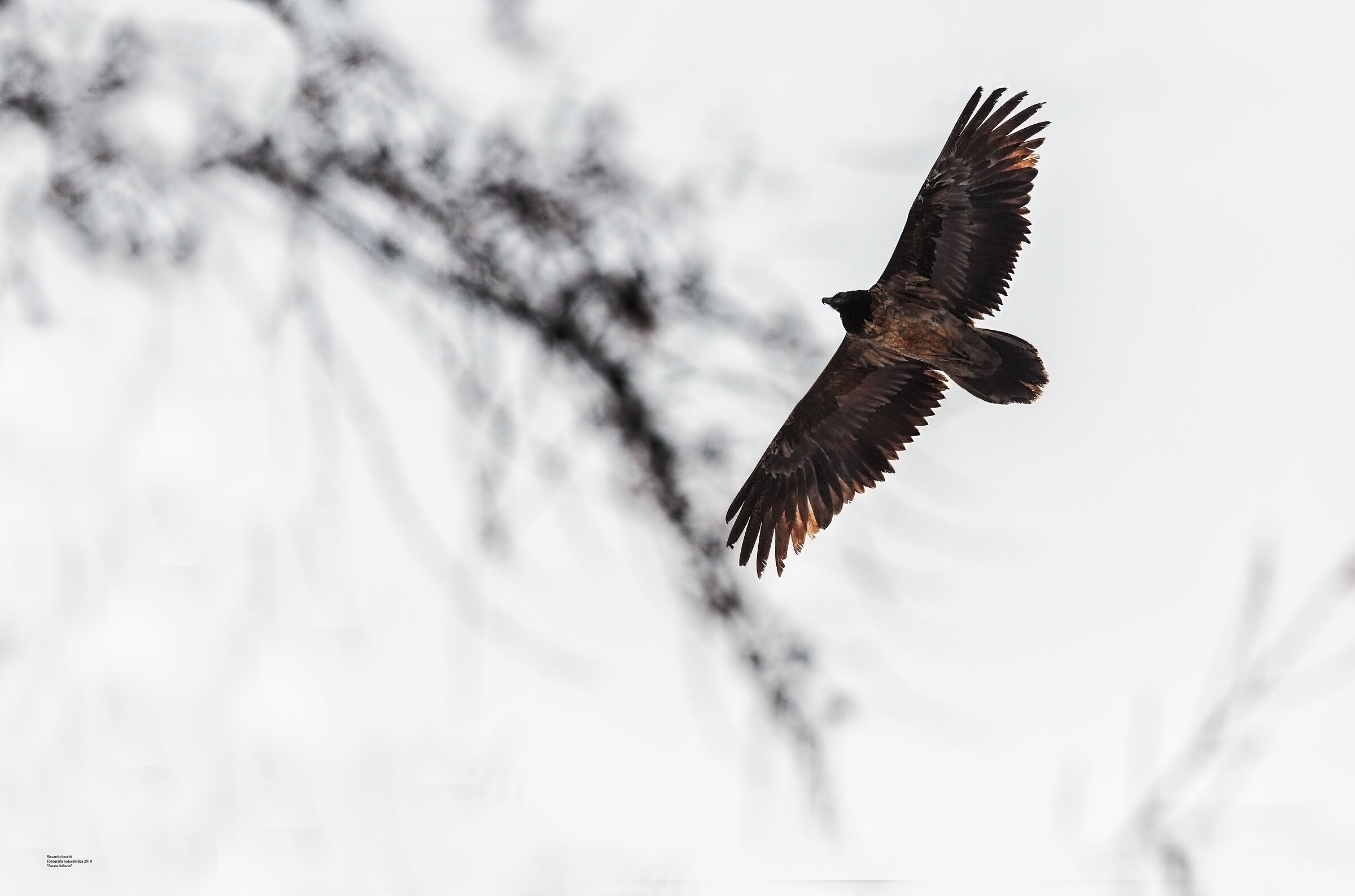 Gipeto Giovane. Valle d'Aosta 2019
