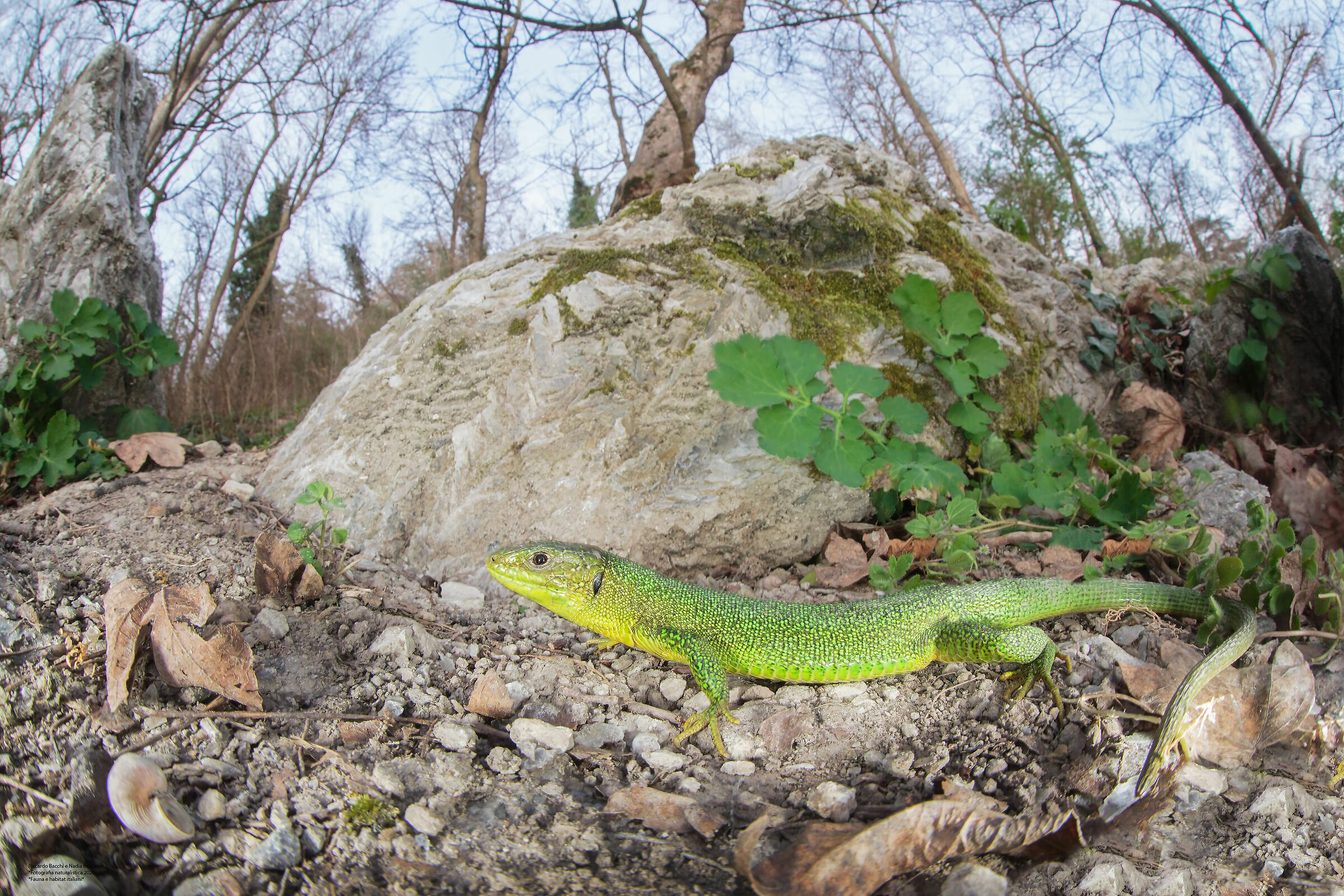 Ramarro e vena del gesso, Bologna 2020