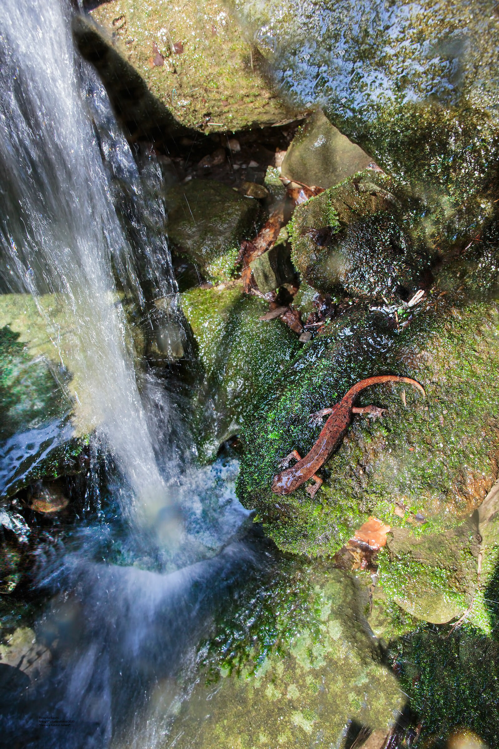 Geotritone e habitat