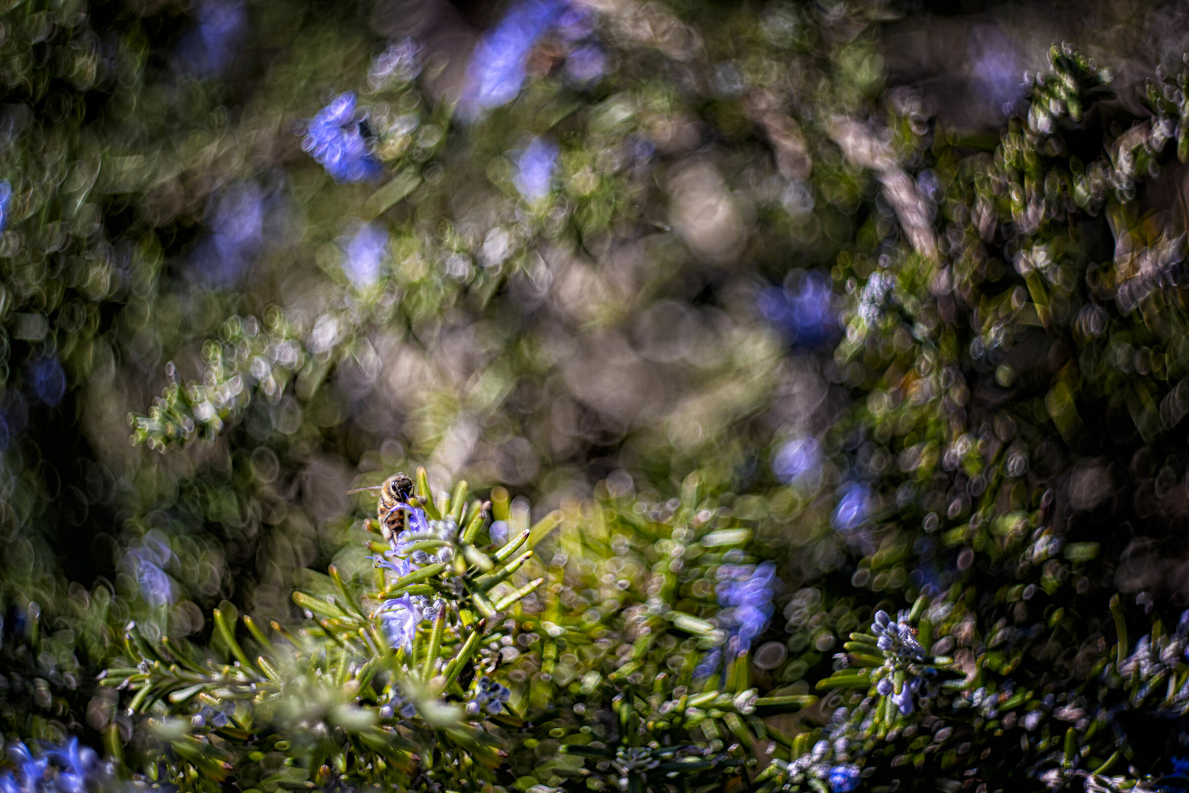 Bee Swirly...