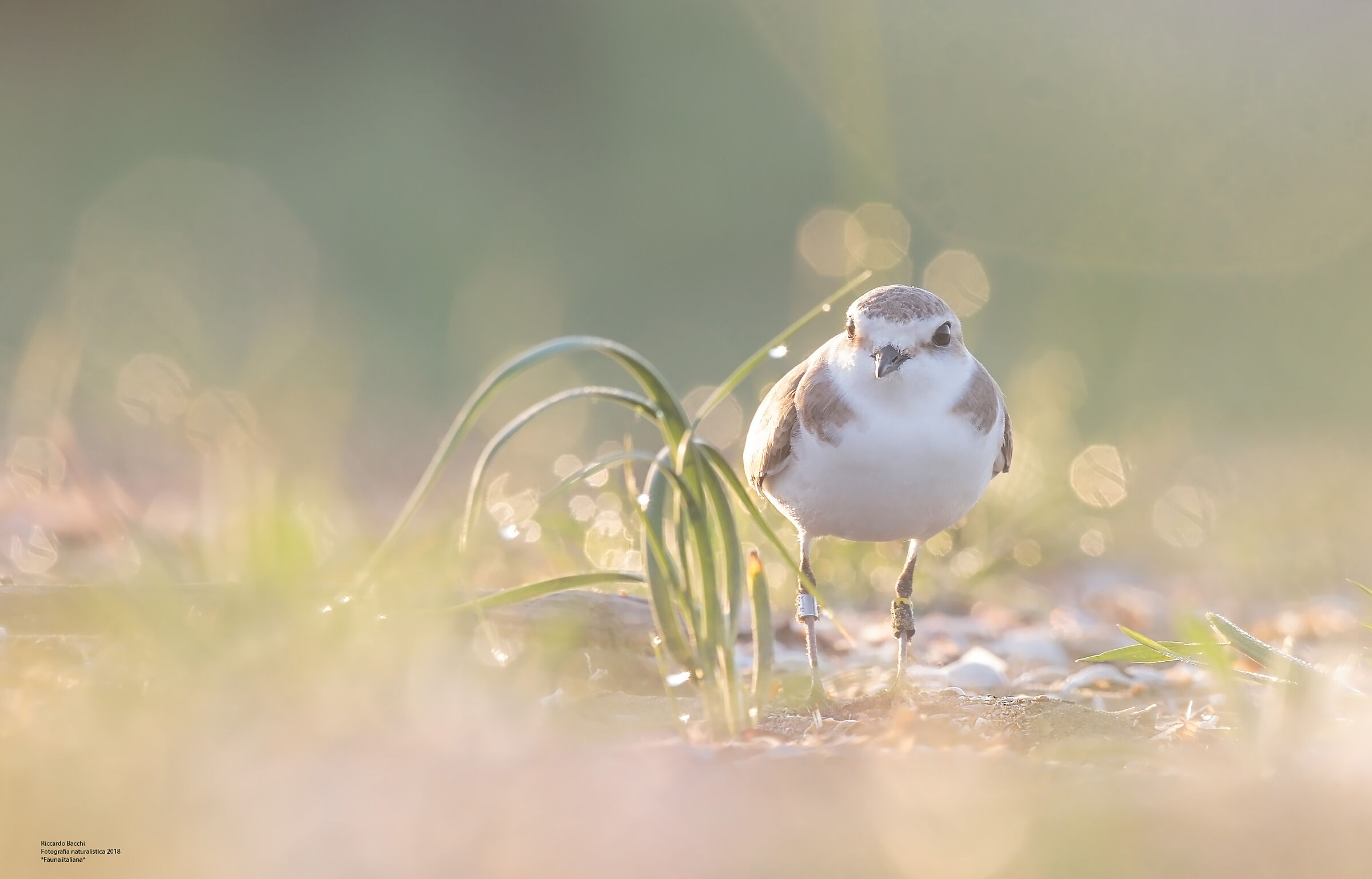 Fratino, Litorale Adriatico, nidificazione 2019